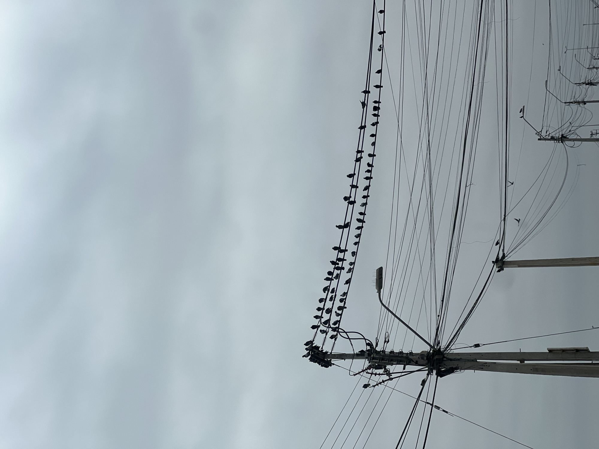 Birds flock to power lines in Arica, Chile