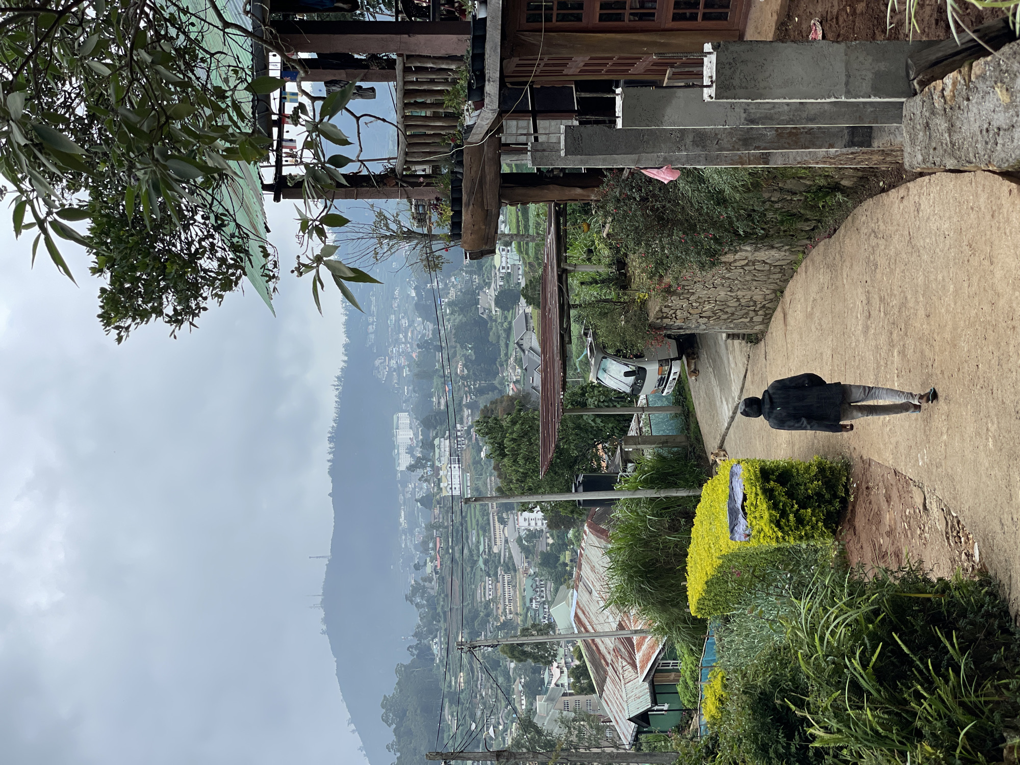Person walks tree-lined path in Nuwara Eliya, Sri Lanka