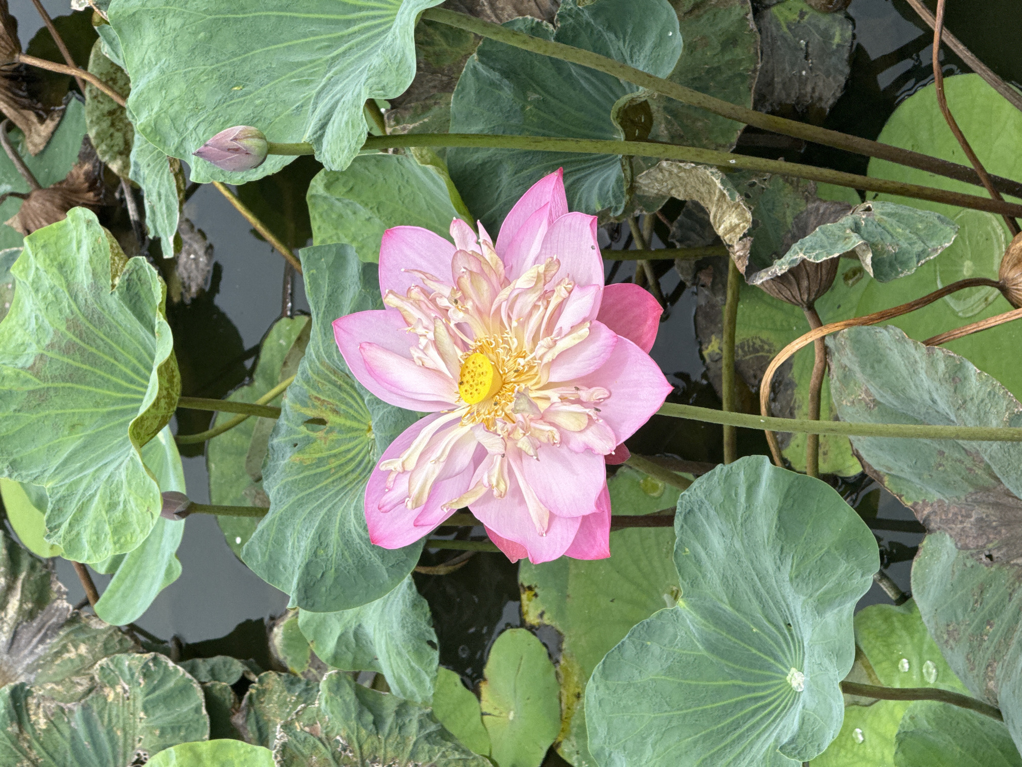 Pink lotus pond in full bloom, มาบฟักทอง, Thailand
