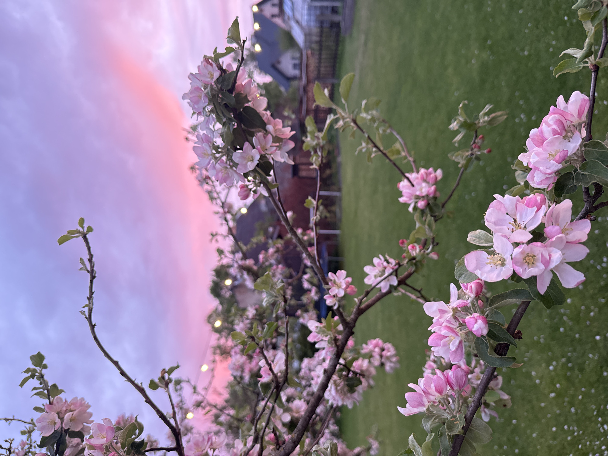 Spring blossoms and sunset captured in Carnikava, Latvia