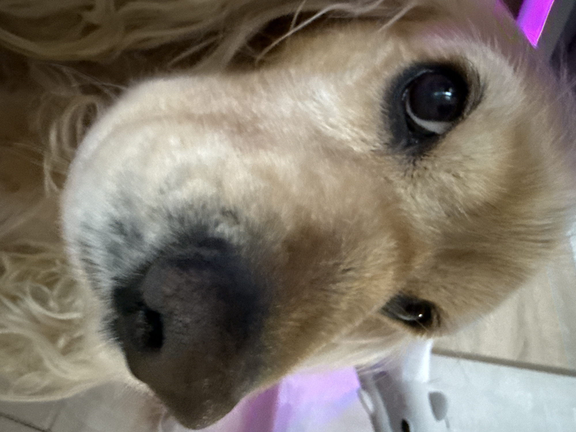 Golden retriever and food preparations captured in Burgas