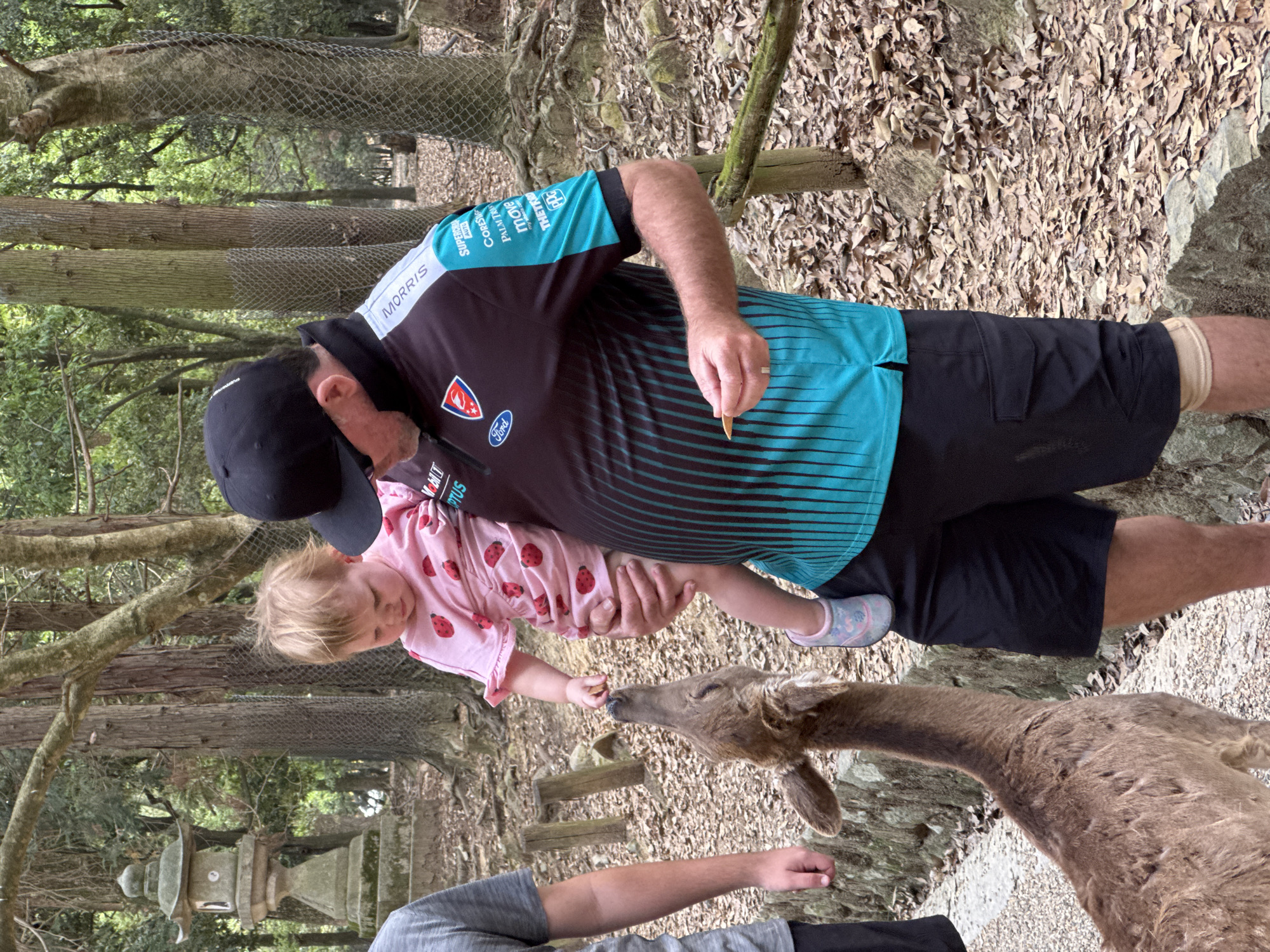 Early morning wildlife encounters documented at Nara Park