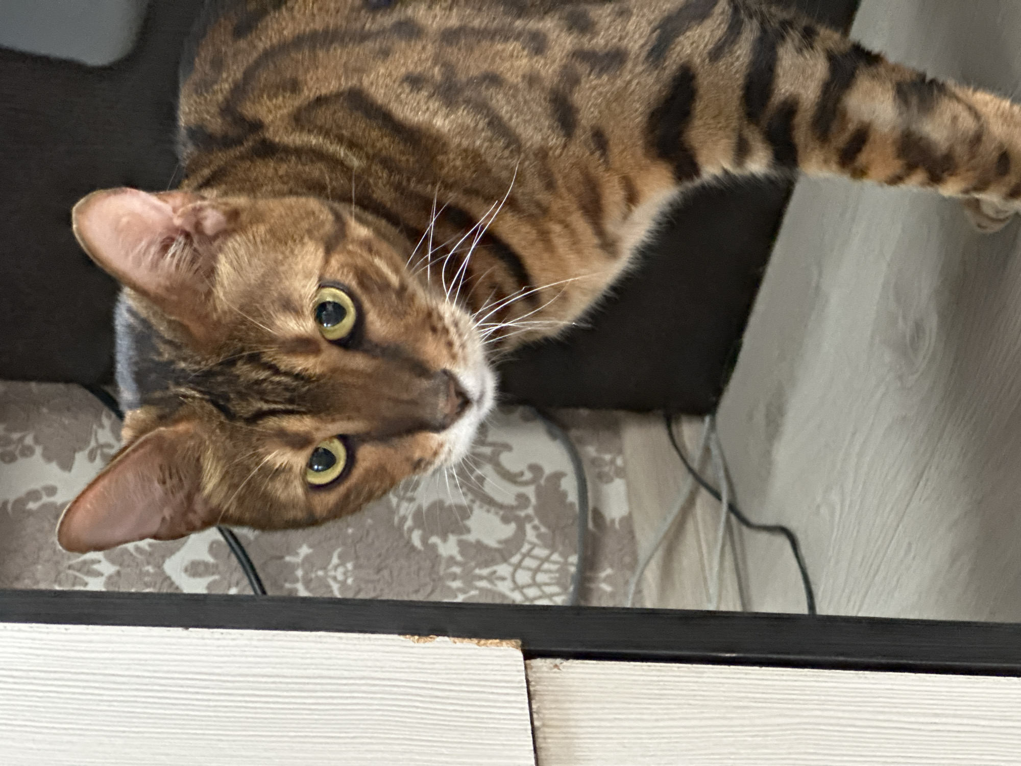 Bengal cat photographed from two angles in Energetik, Russia