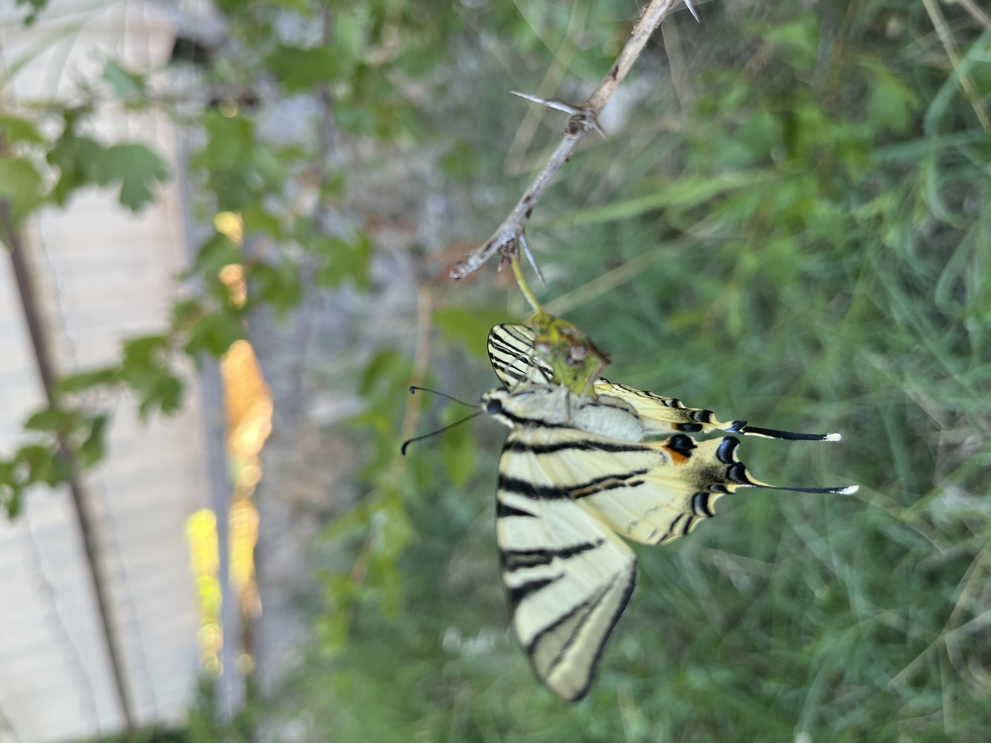 Butterflies, Buddhist art, and backyard moments in one session