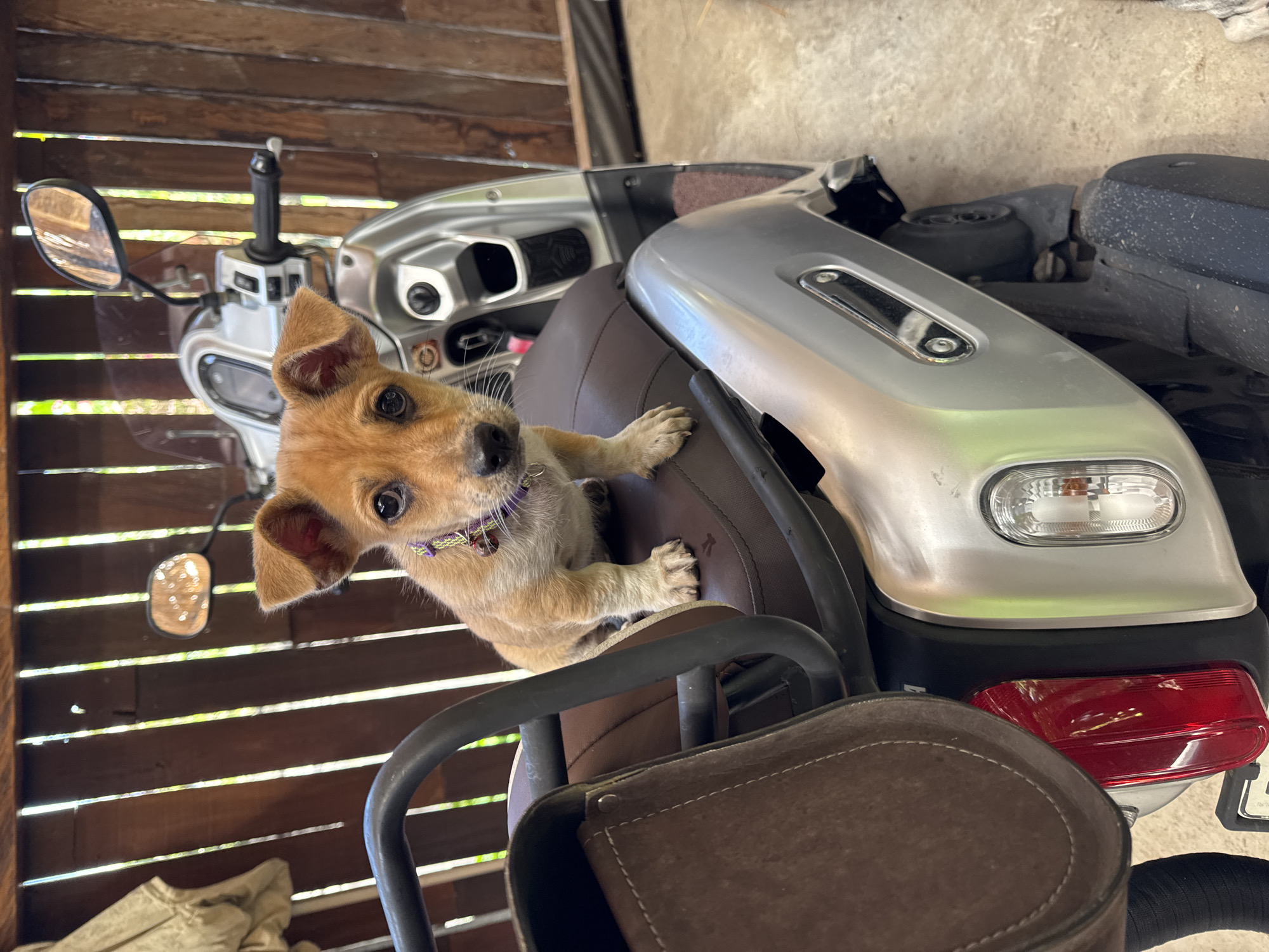 Puppy with purple collar sits on moped seat in Kediri