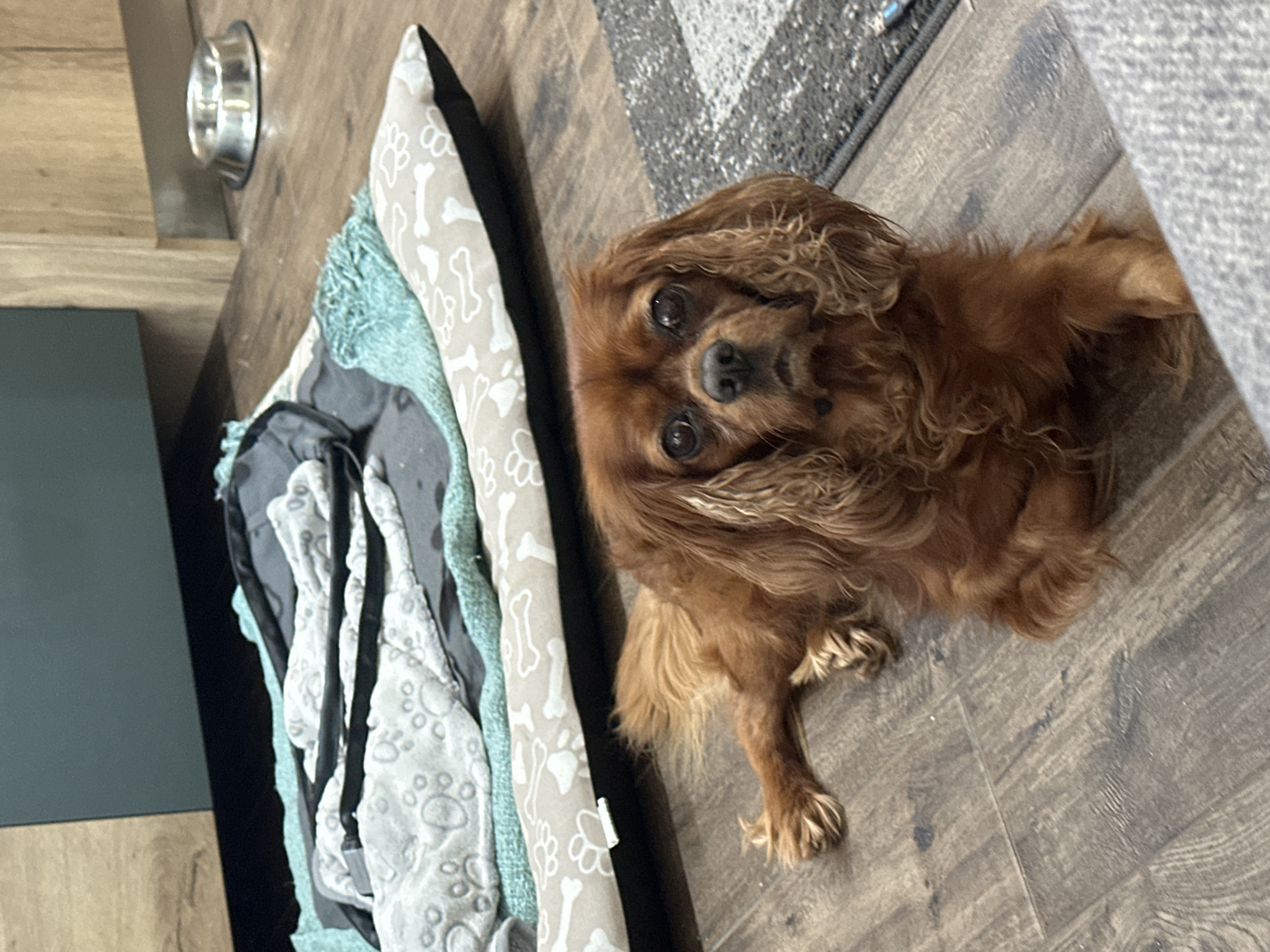 Cavalier King Charles Spaniel photographed at home in Sofia