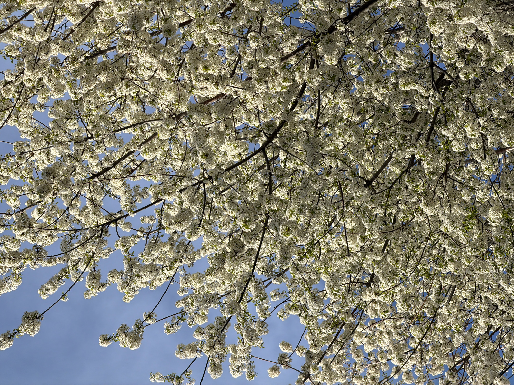 Spring blooms captured in Varna tree canopy