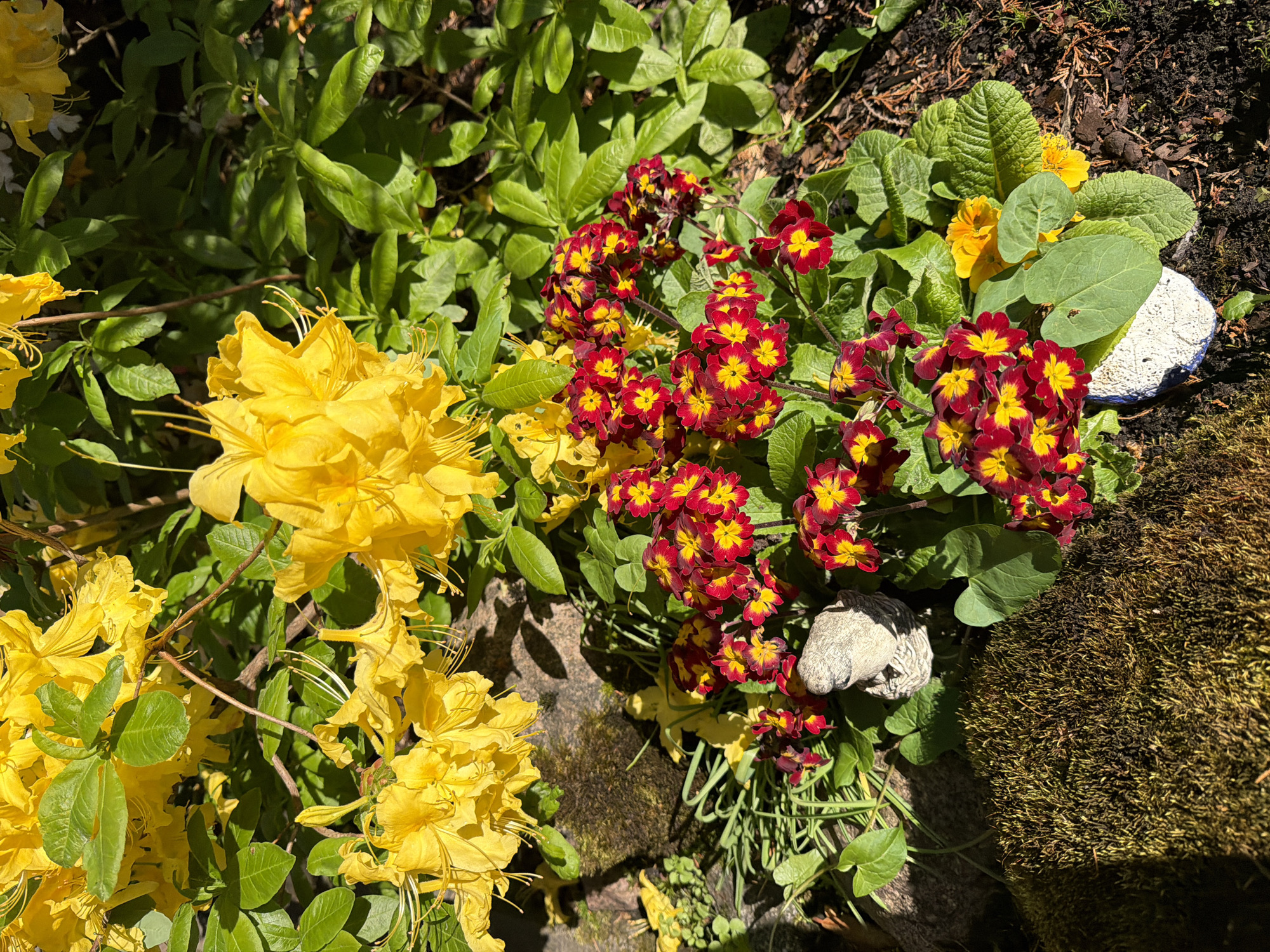 Morning garden blooms and breakfast moments captured in Baloži