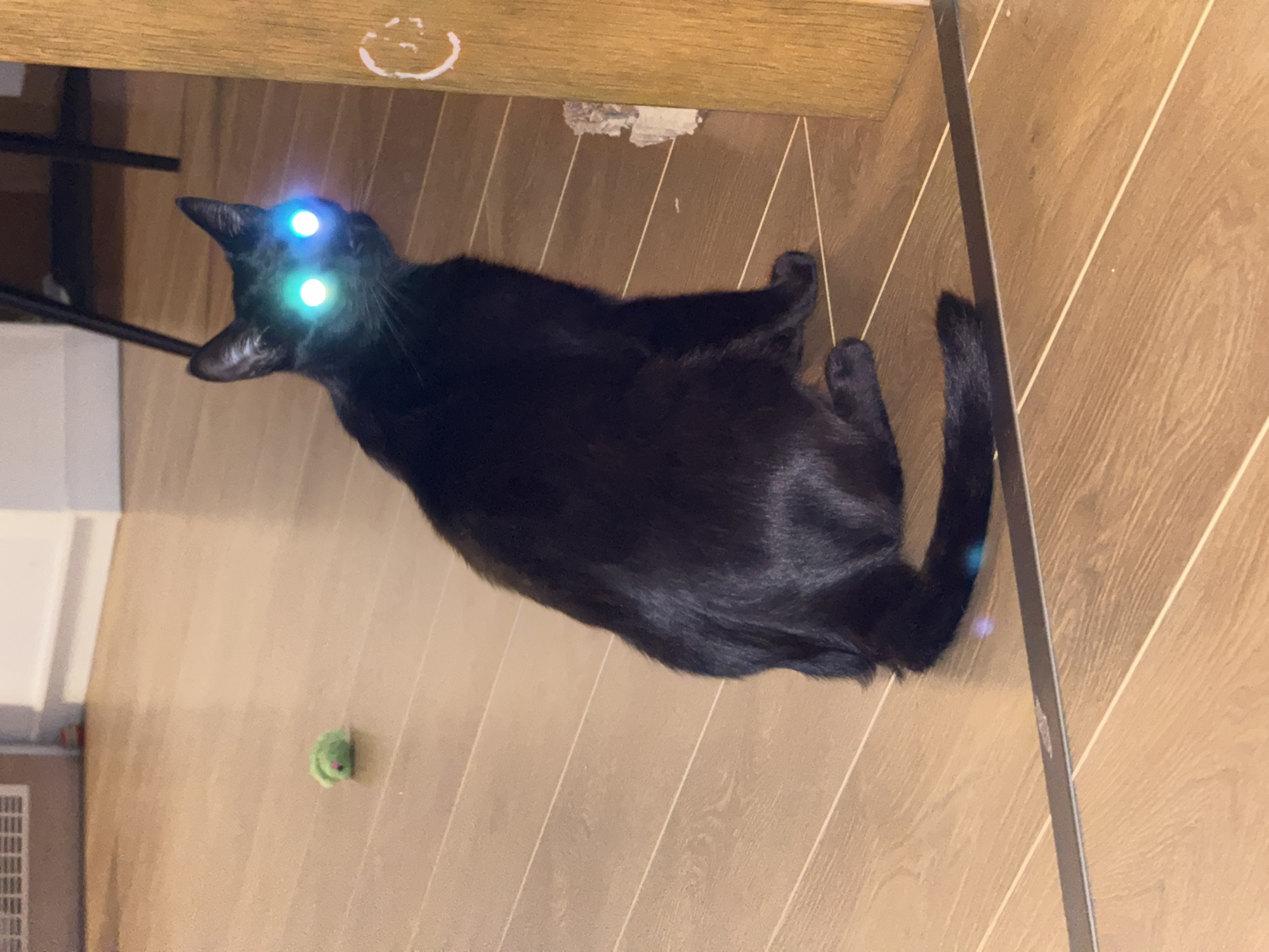 Black cat with glowing eyes, multiple angles, home setting