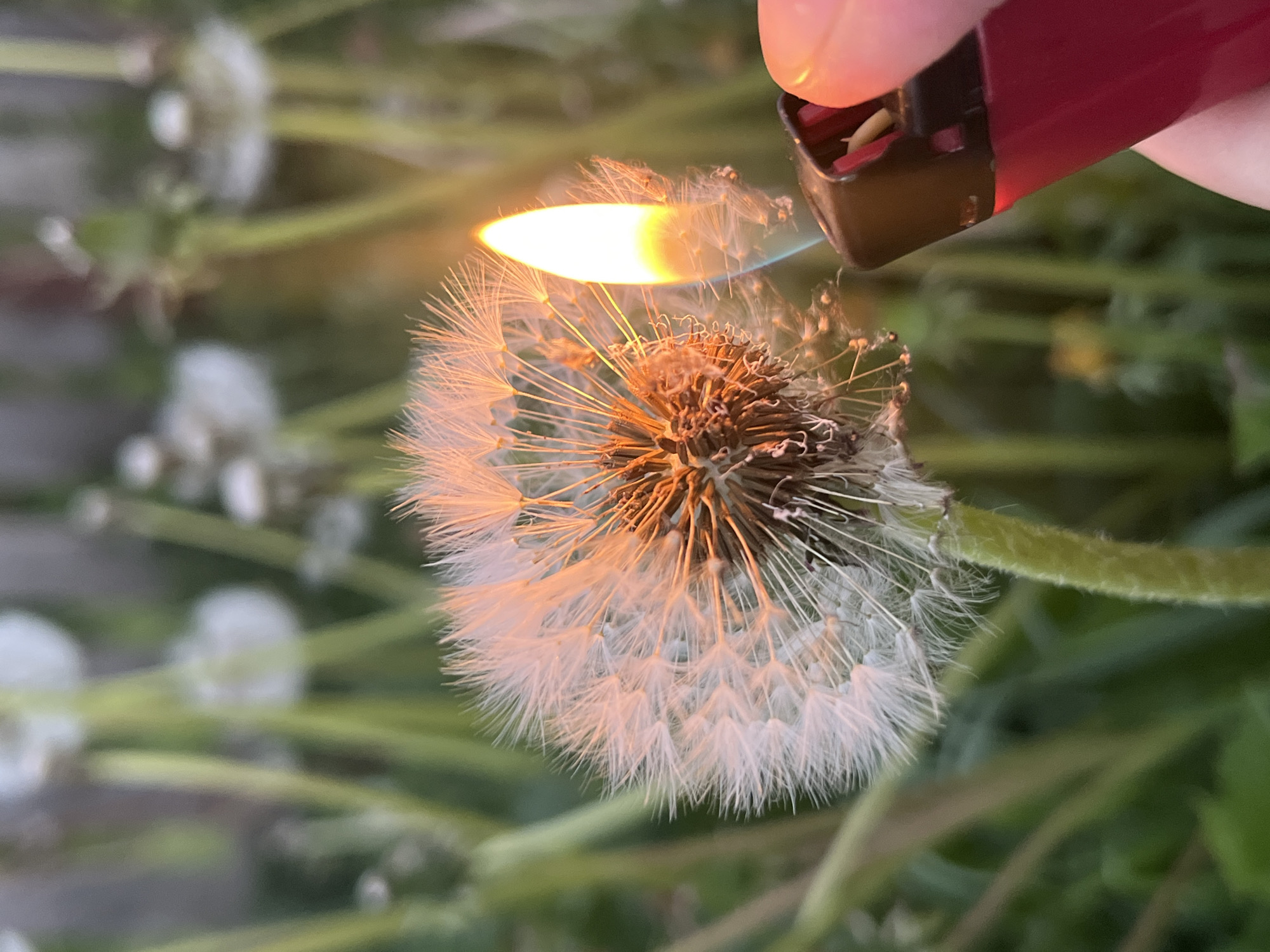 Dogs play in Russian yard while dandelions burned