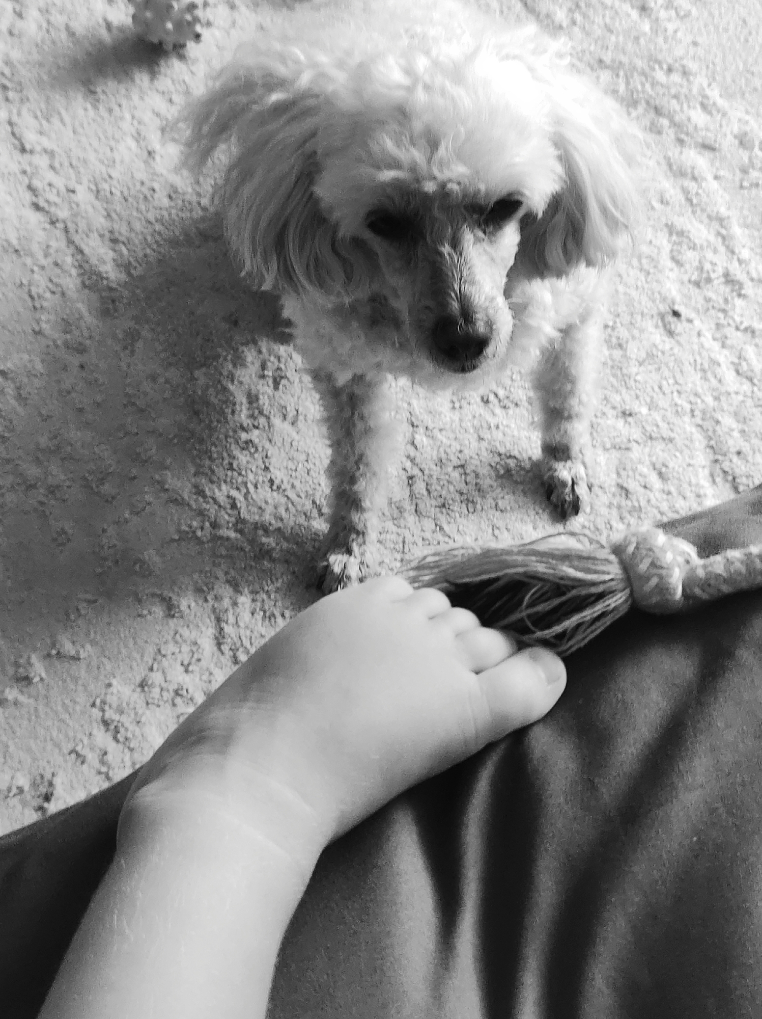 Home morning in Chaikovsky: toddler, poodle, and quiet indoor moments