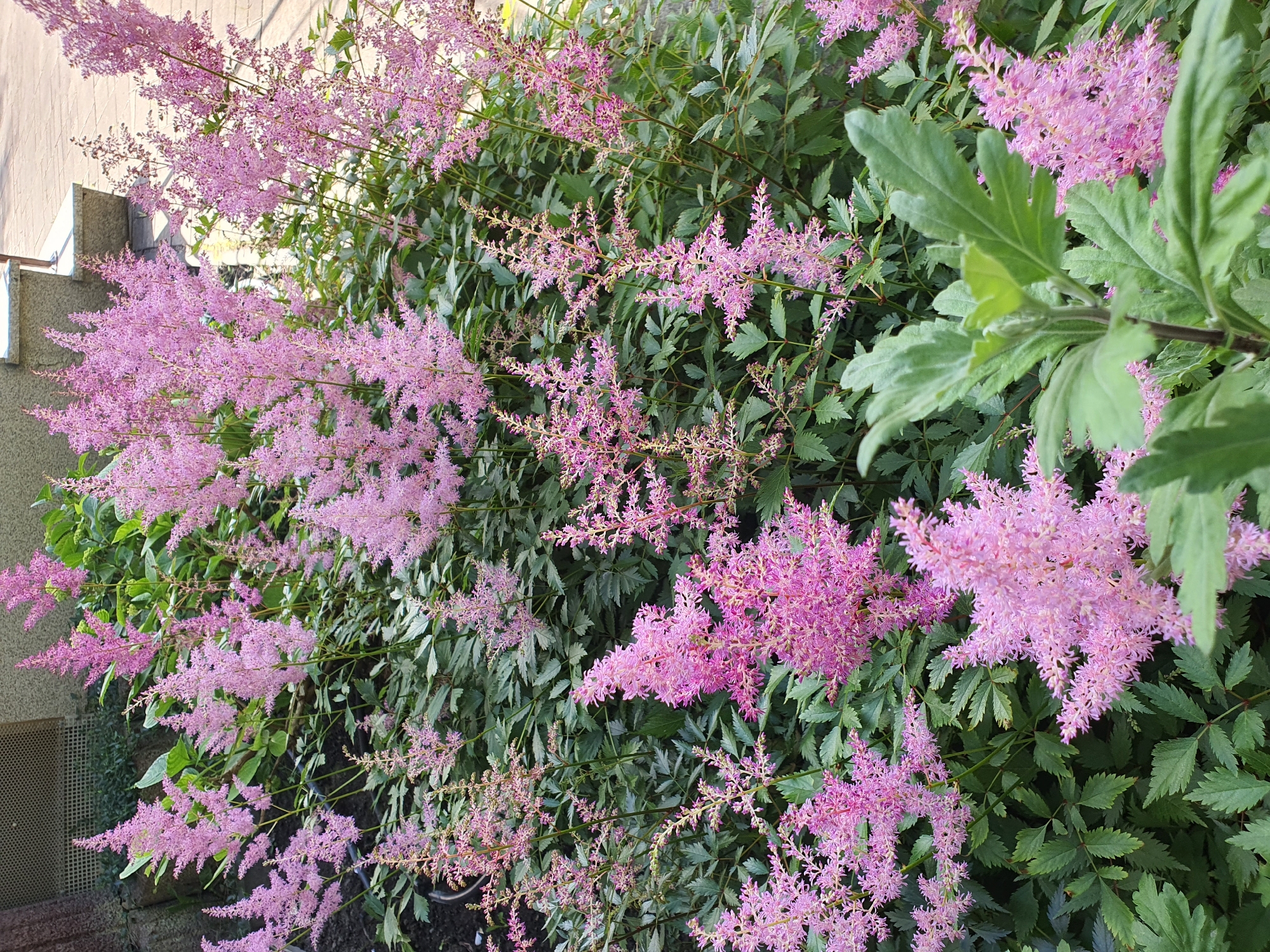 Rose garden in full bloom, Falkensee, summer afternoon
