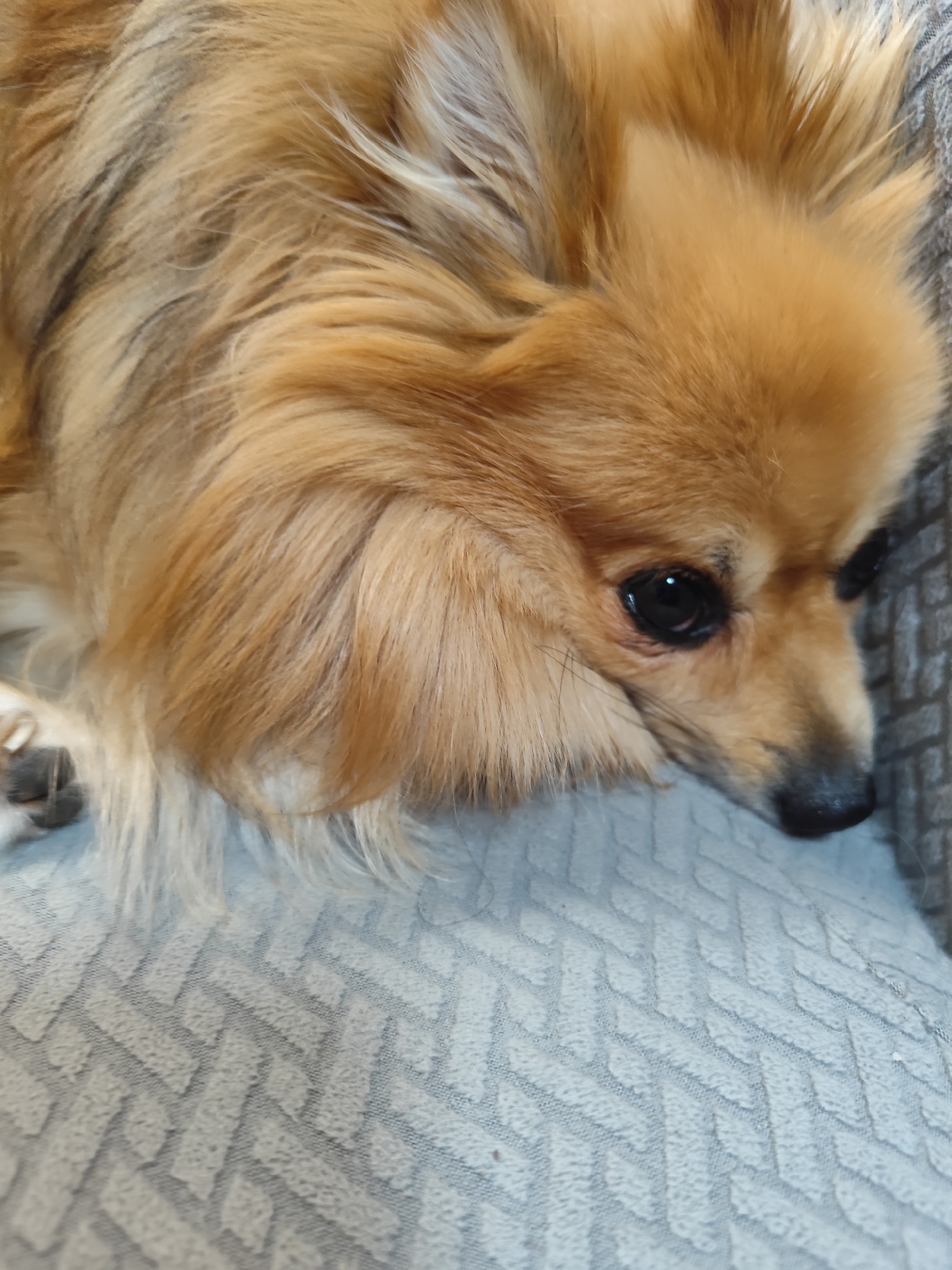 Pomeranian takes it easy on a gray couch in Bulgaria