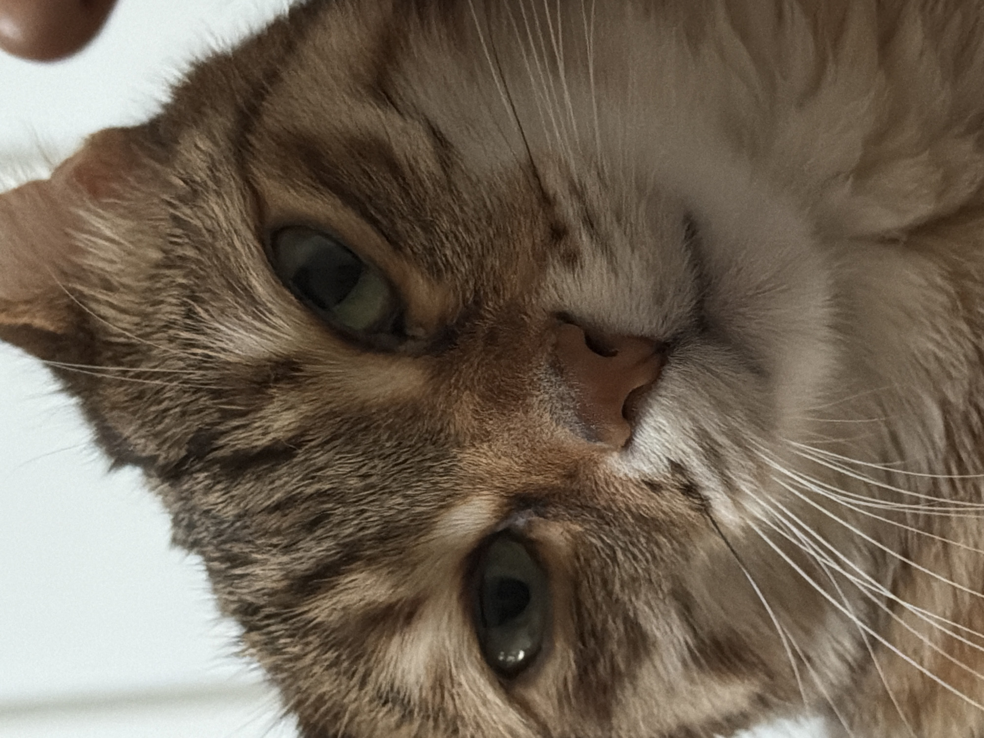 Pets captured in quiet moments across Milan apartments