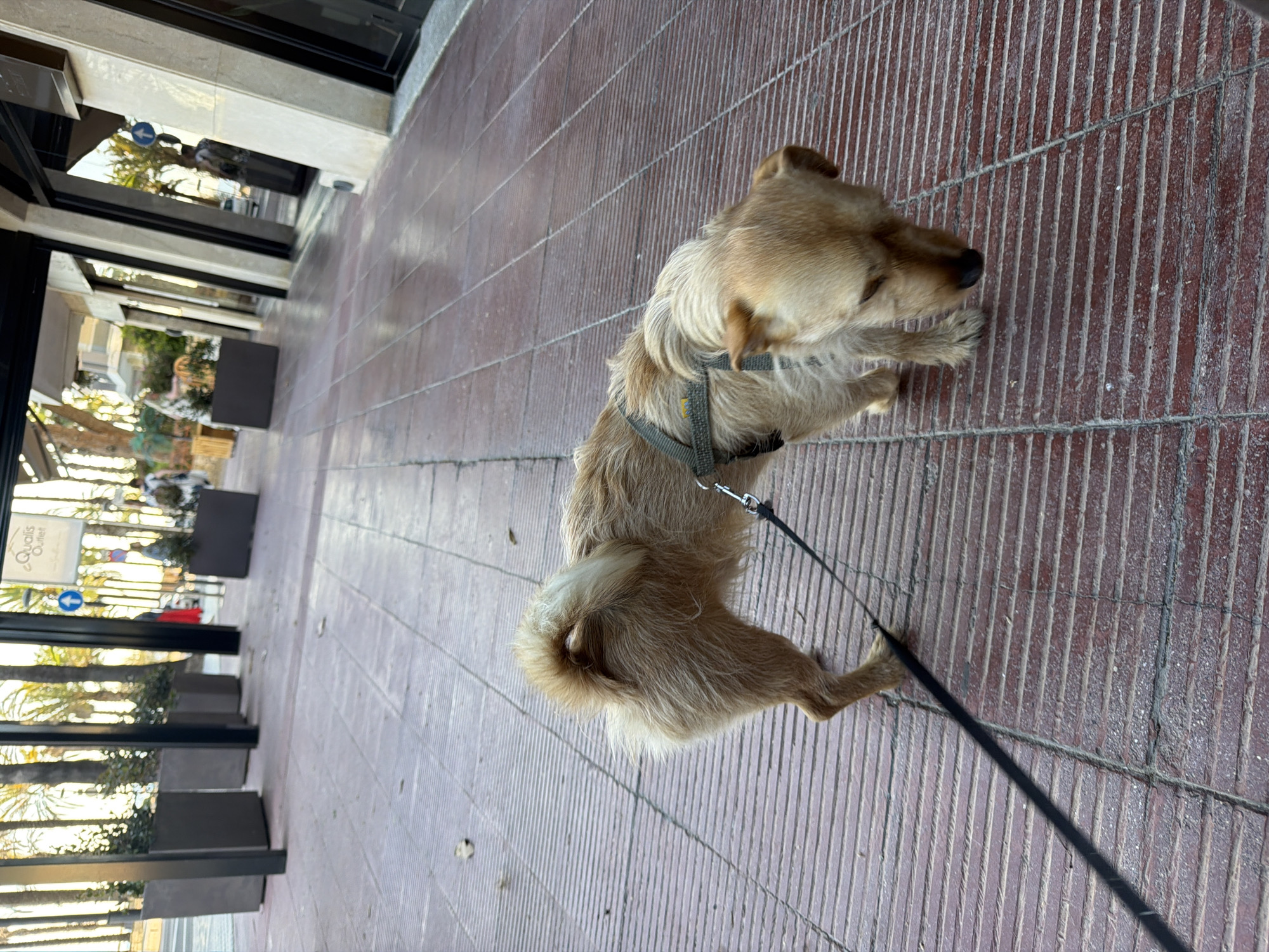 Dog enjoys cafe afternoon in Salou, Spain