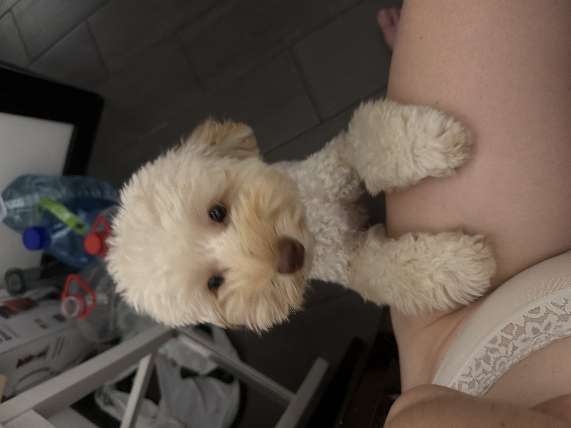 Chill bedroom evening with a poodle mix in Bila Tserkva