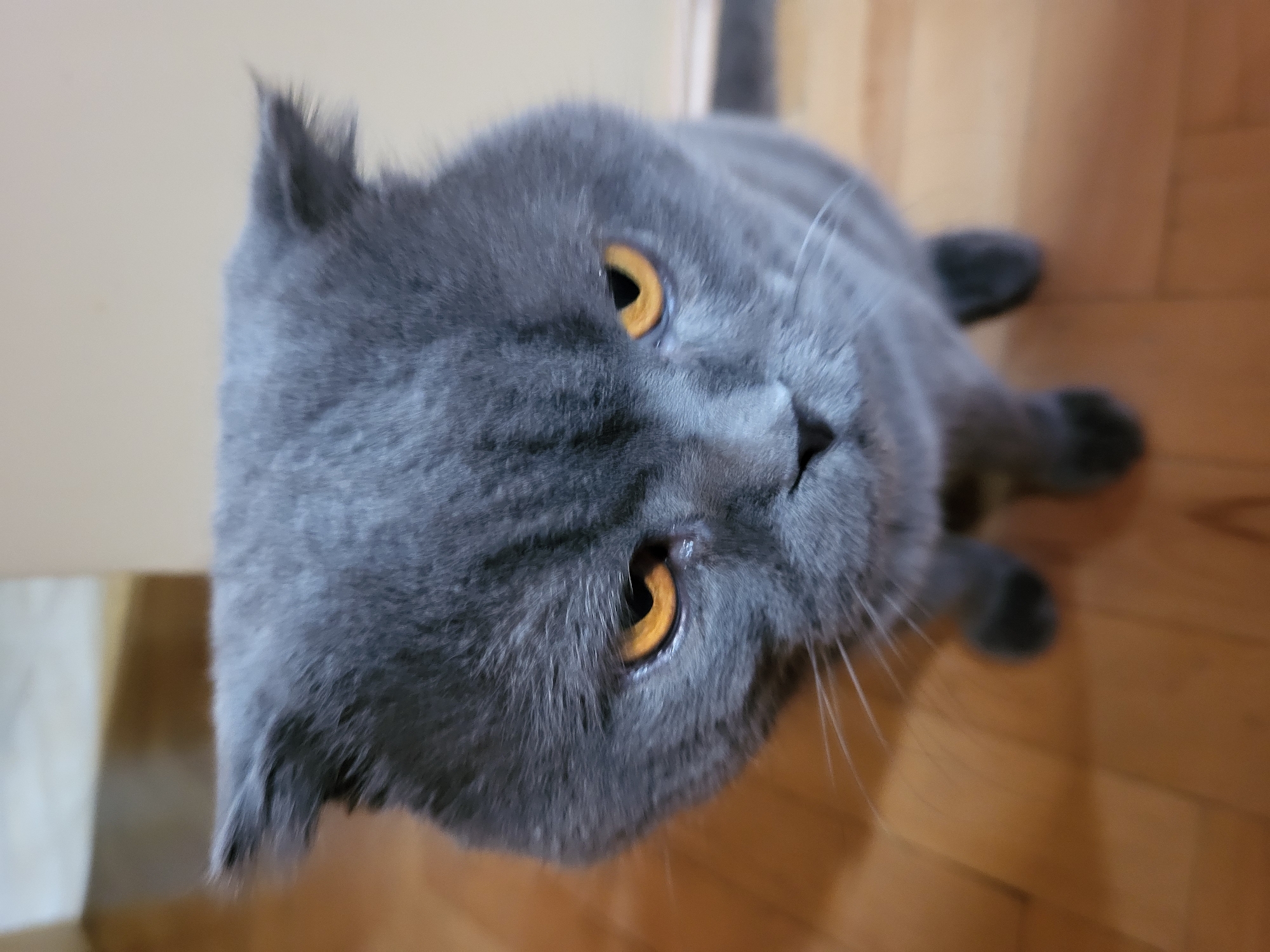 Cat owner documents pet playtime and sunset views from apartment