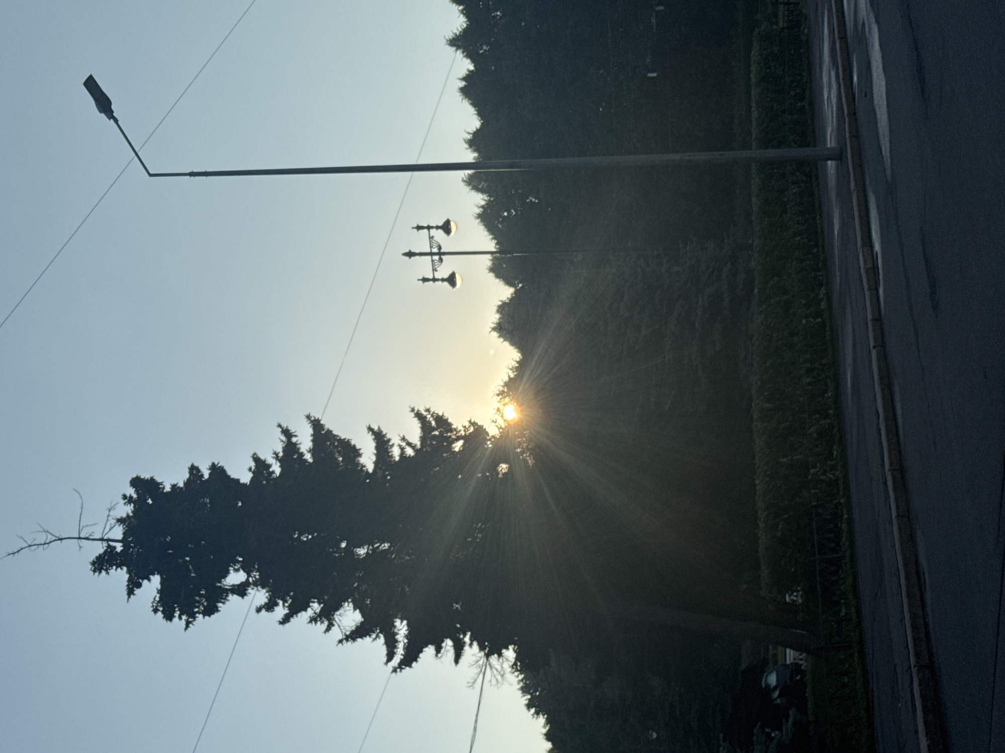 Saint Petersburg street at dusk, evergreen silhouette against white nights sky
