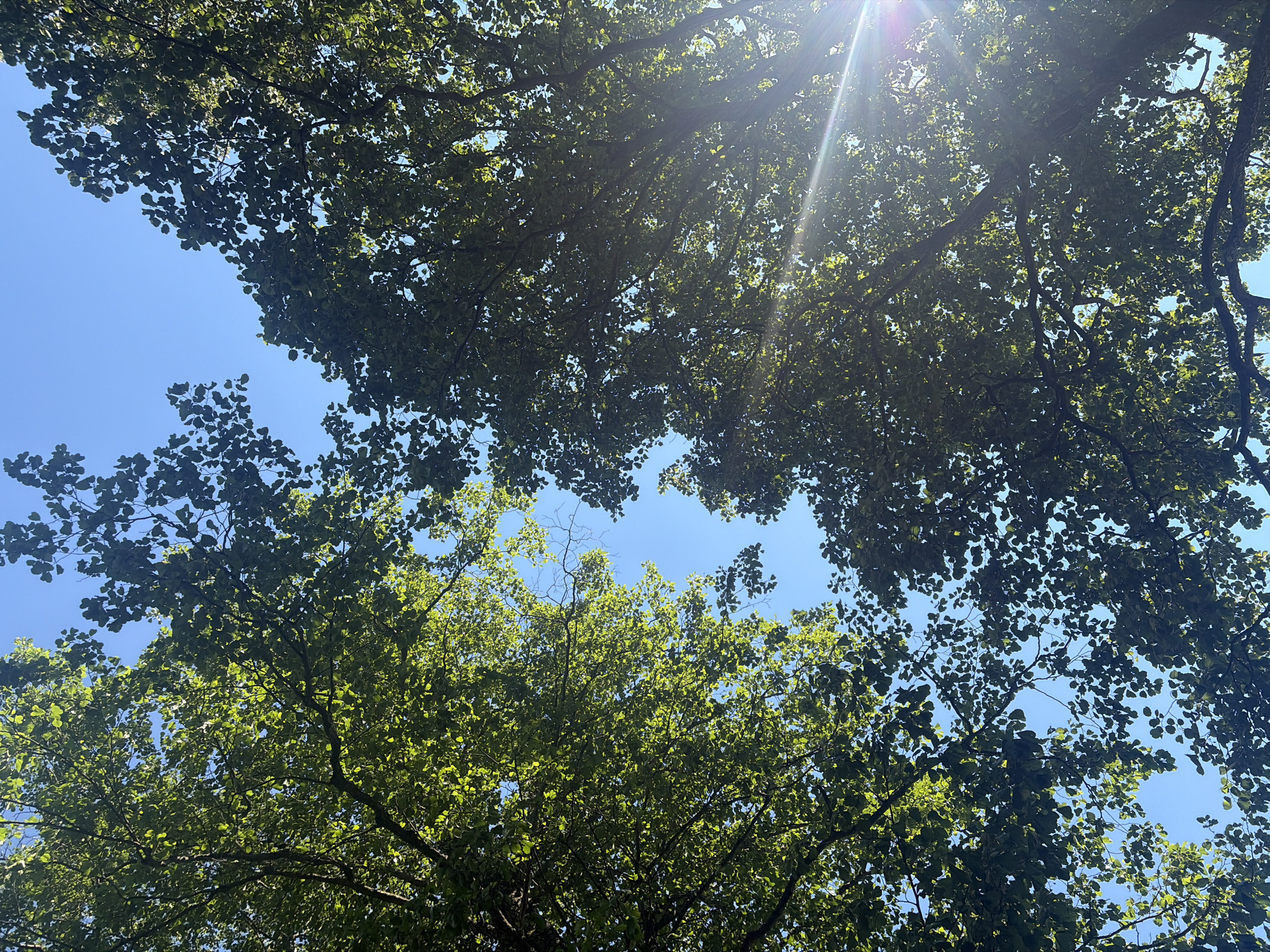 Summer garden in full bloom — flowers, fruit trees, and sunlight