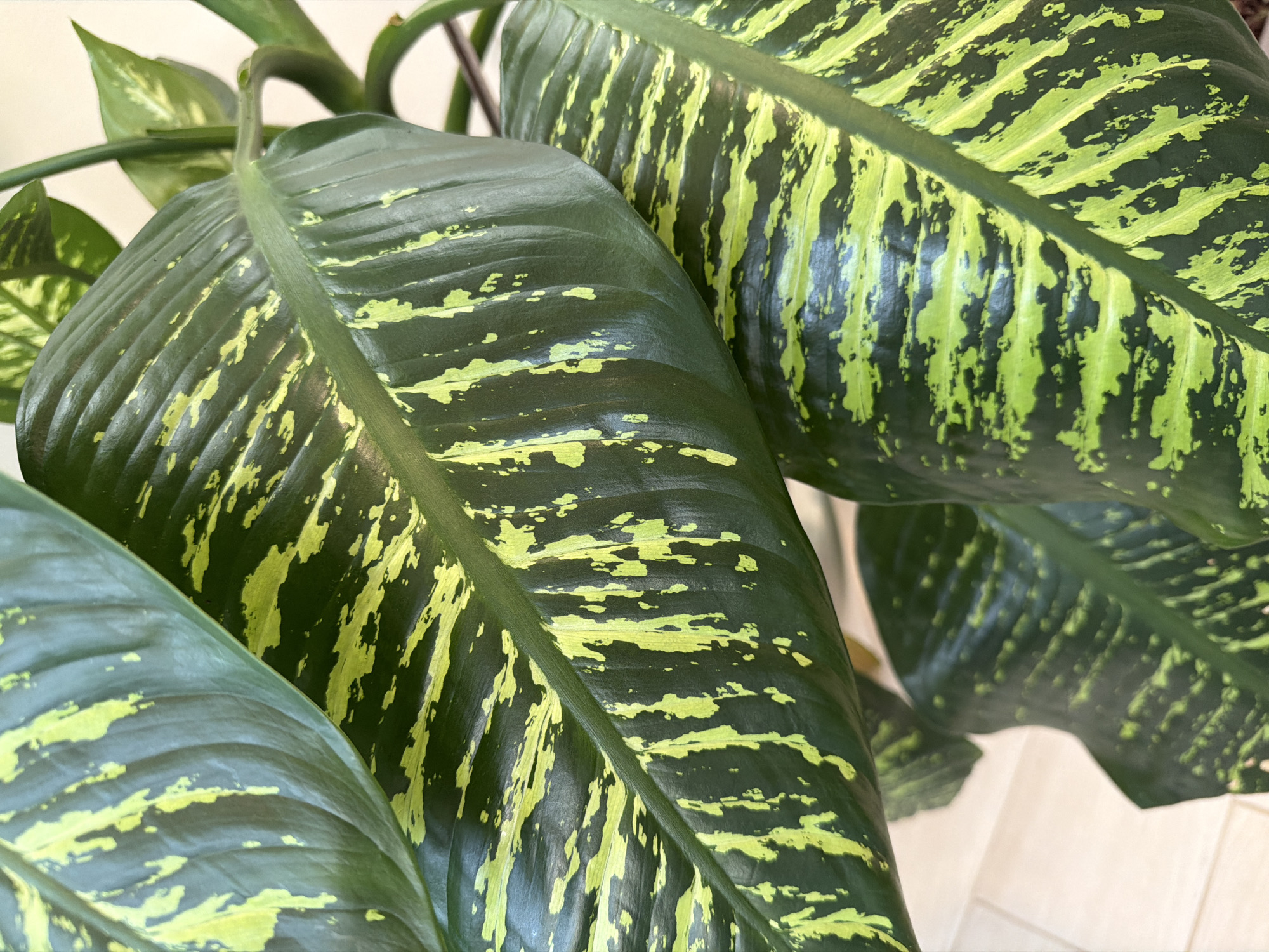 Houseplants, fungi, and selfies from a Rome balcony