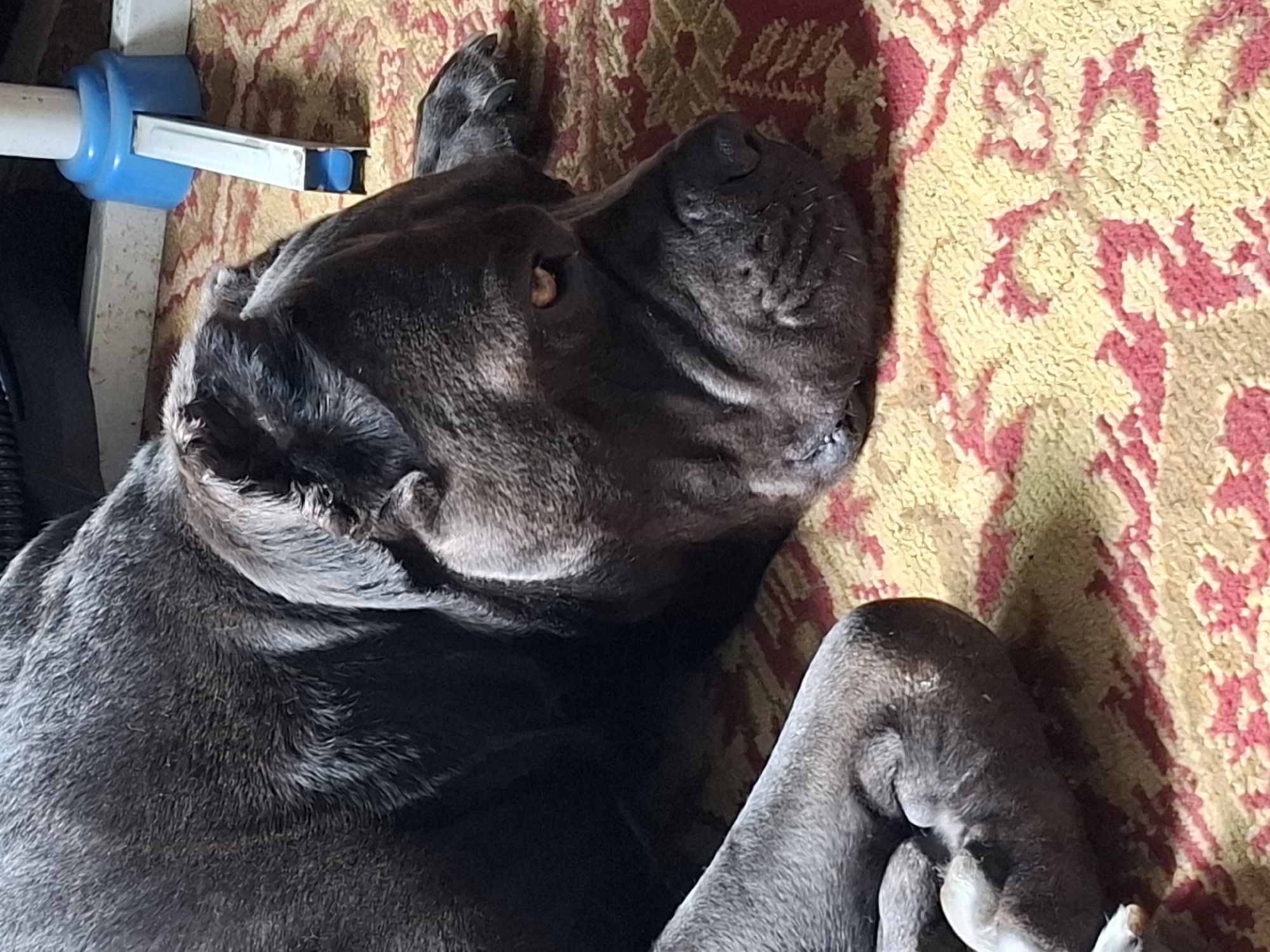 Pets, flowers, and a slow creative morning at home