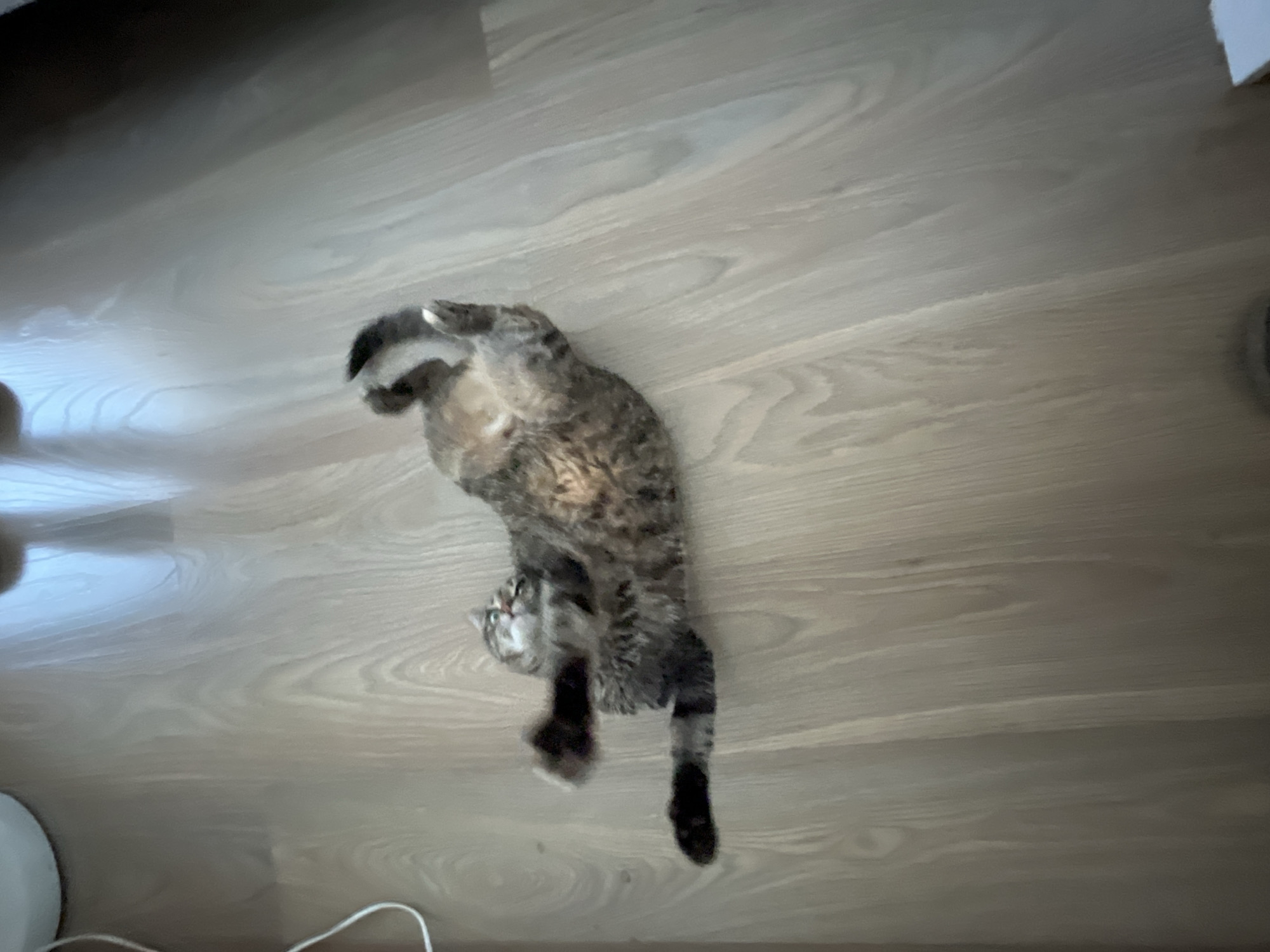 Tabby cat spotted lying playfully on wooden floor