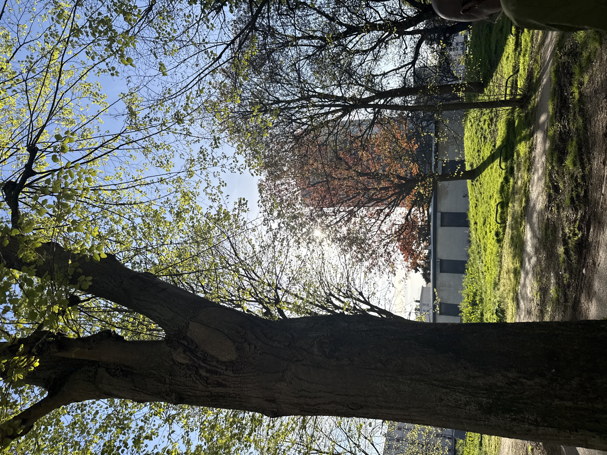Spring wildlife spotted in Sarcelles park during afternoon walk