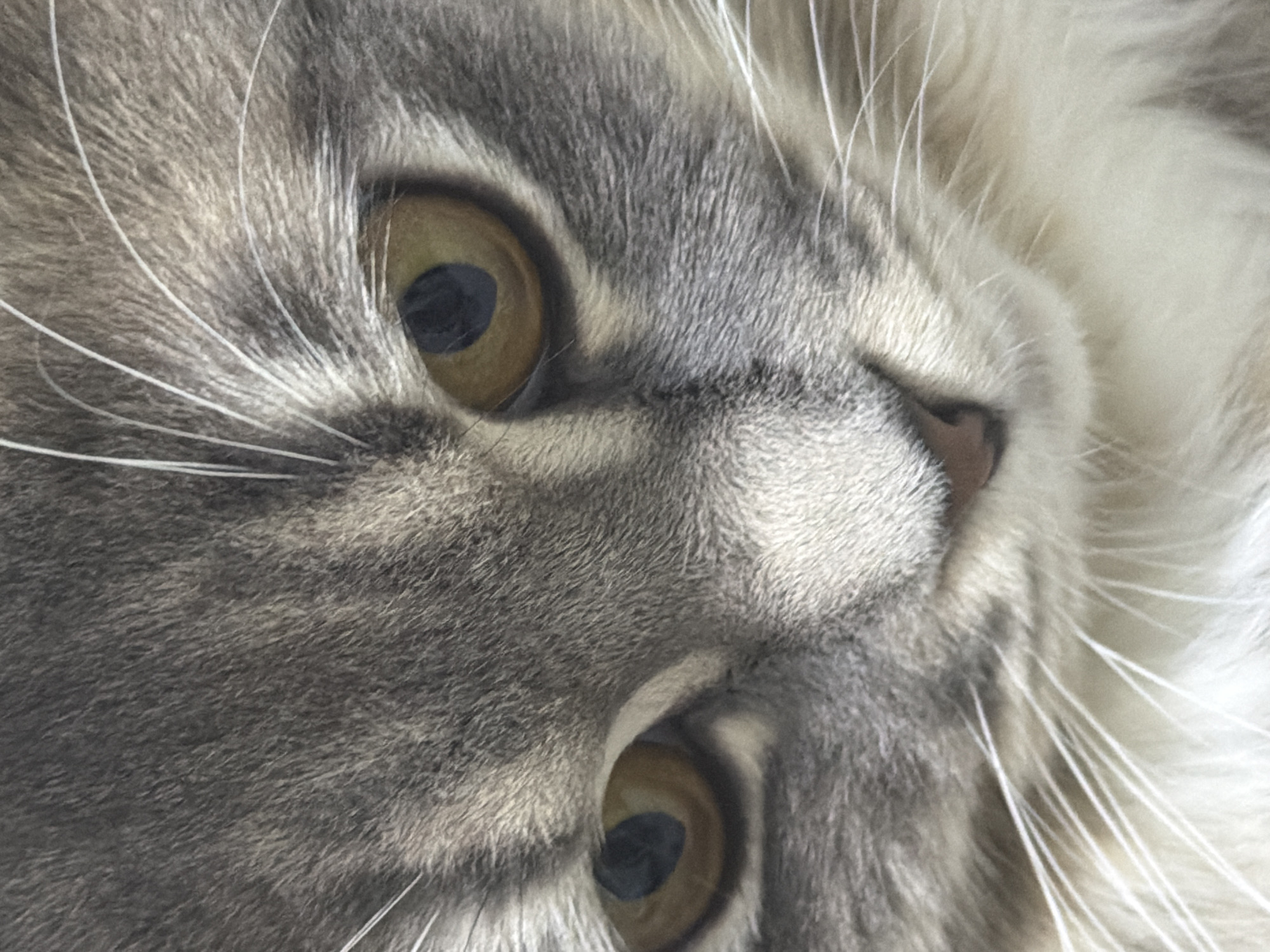 Grey tabby cat photographed from multiple angles at home
