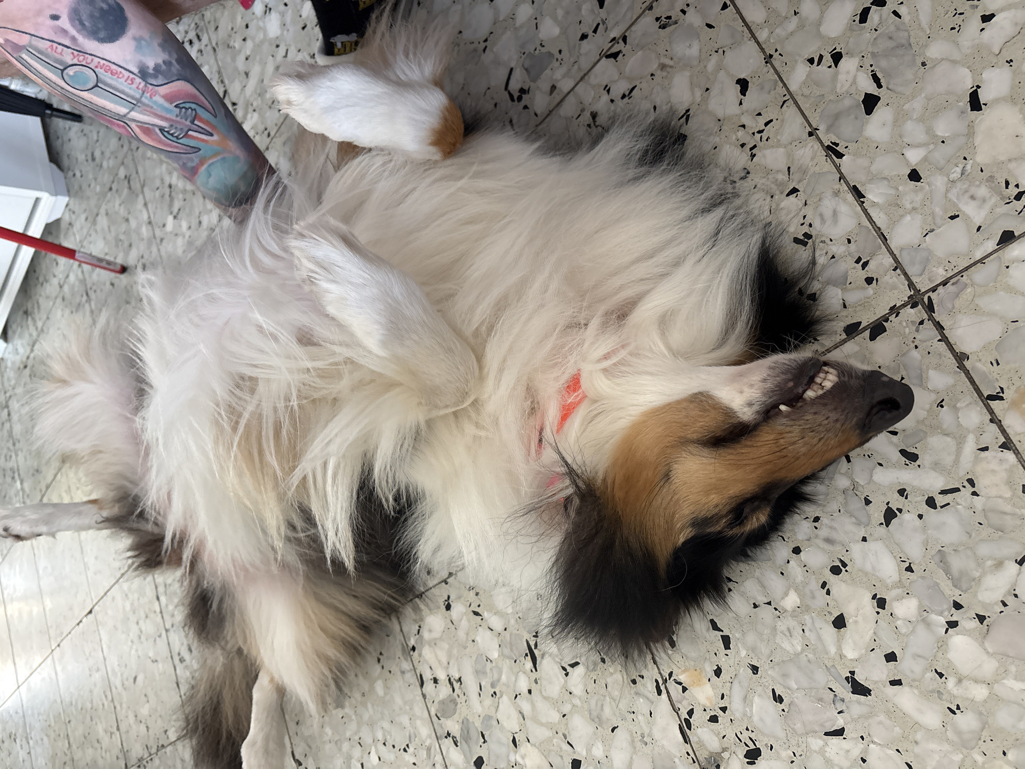 Dog lies on back showing teeth in Ramat Gan