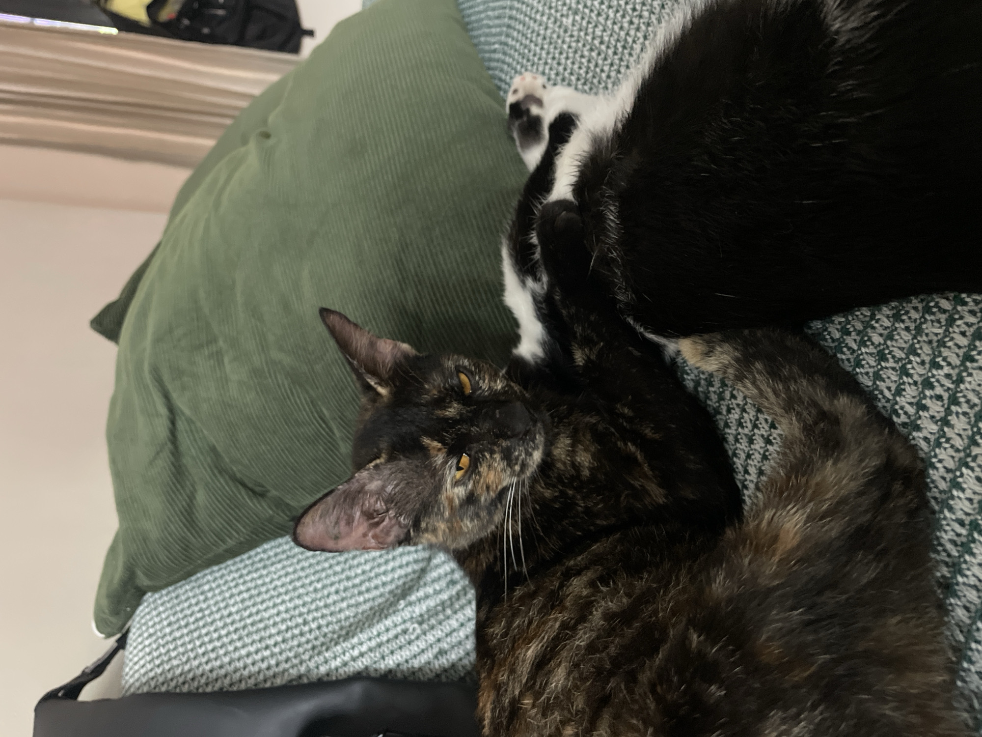 Cats Rest and Feed in Denpasar Homes