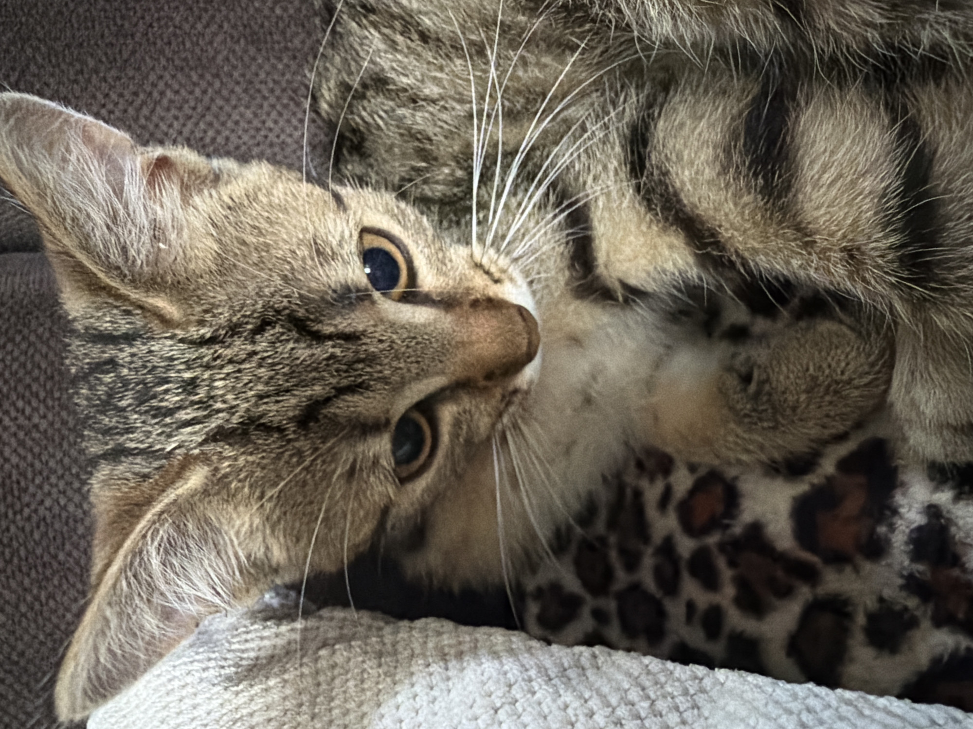 Tabby kitten plays and lounges on a sofa