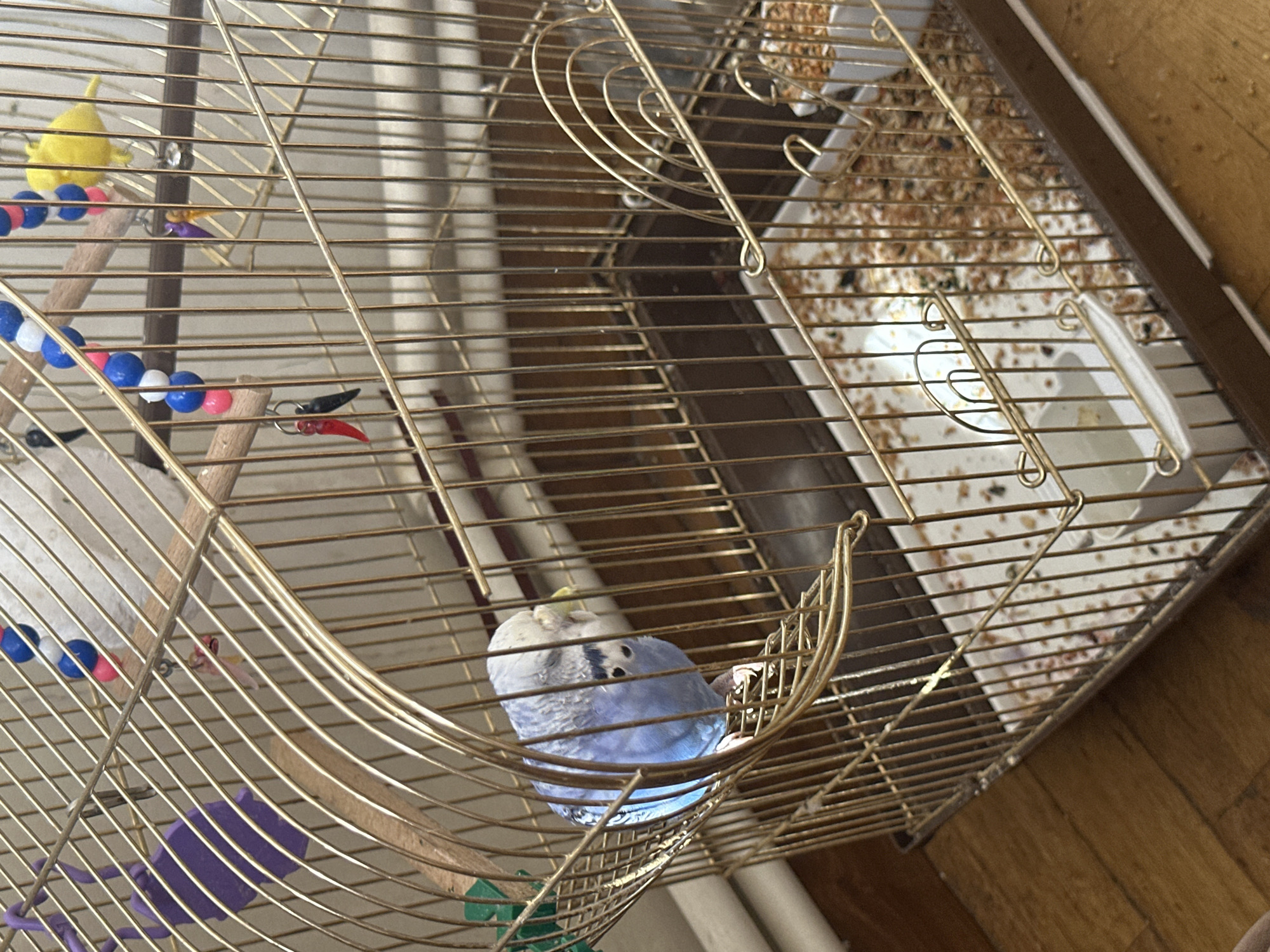 Blue budgie in a gold cage, doing budgie things