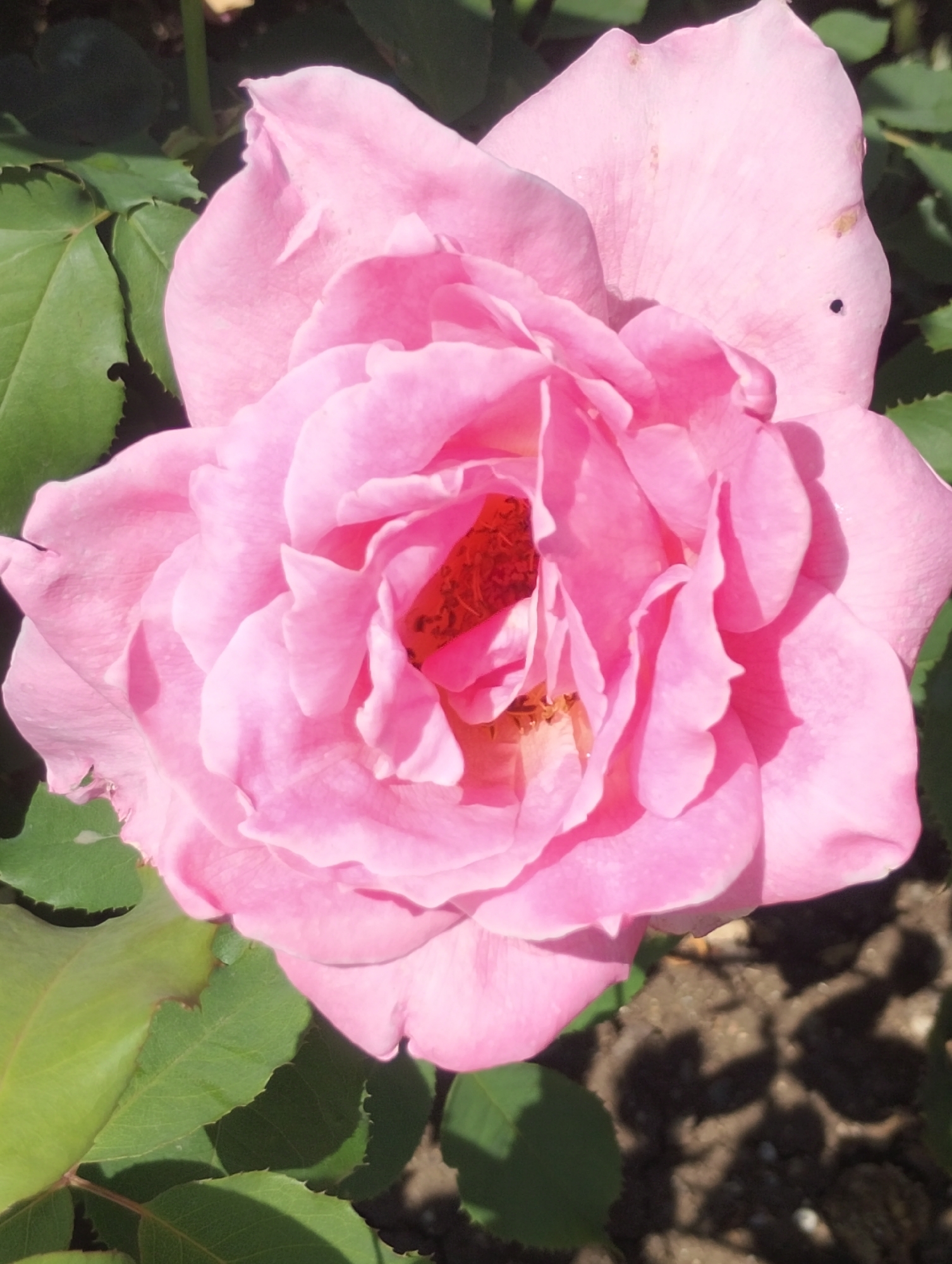 Garden flowers documented in bloom across multiple locations