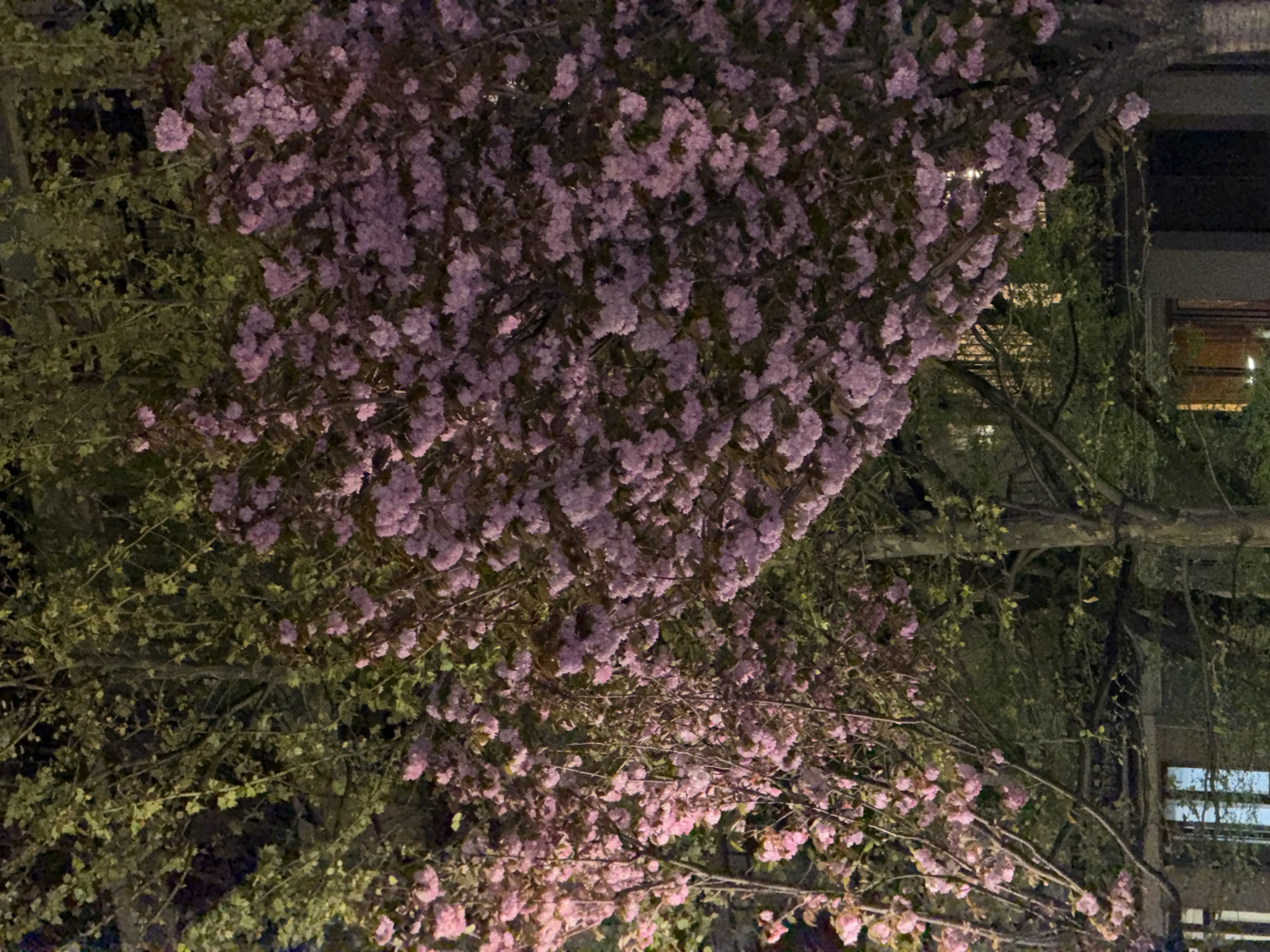 Dog rests near blooming cherry tree in Yerevan