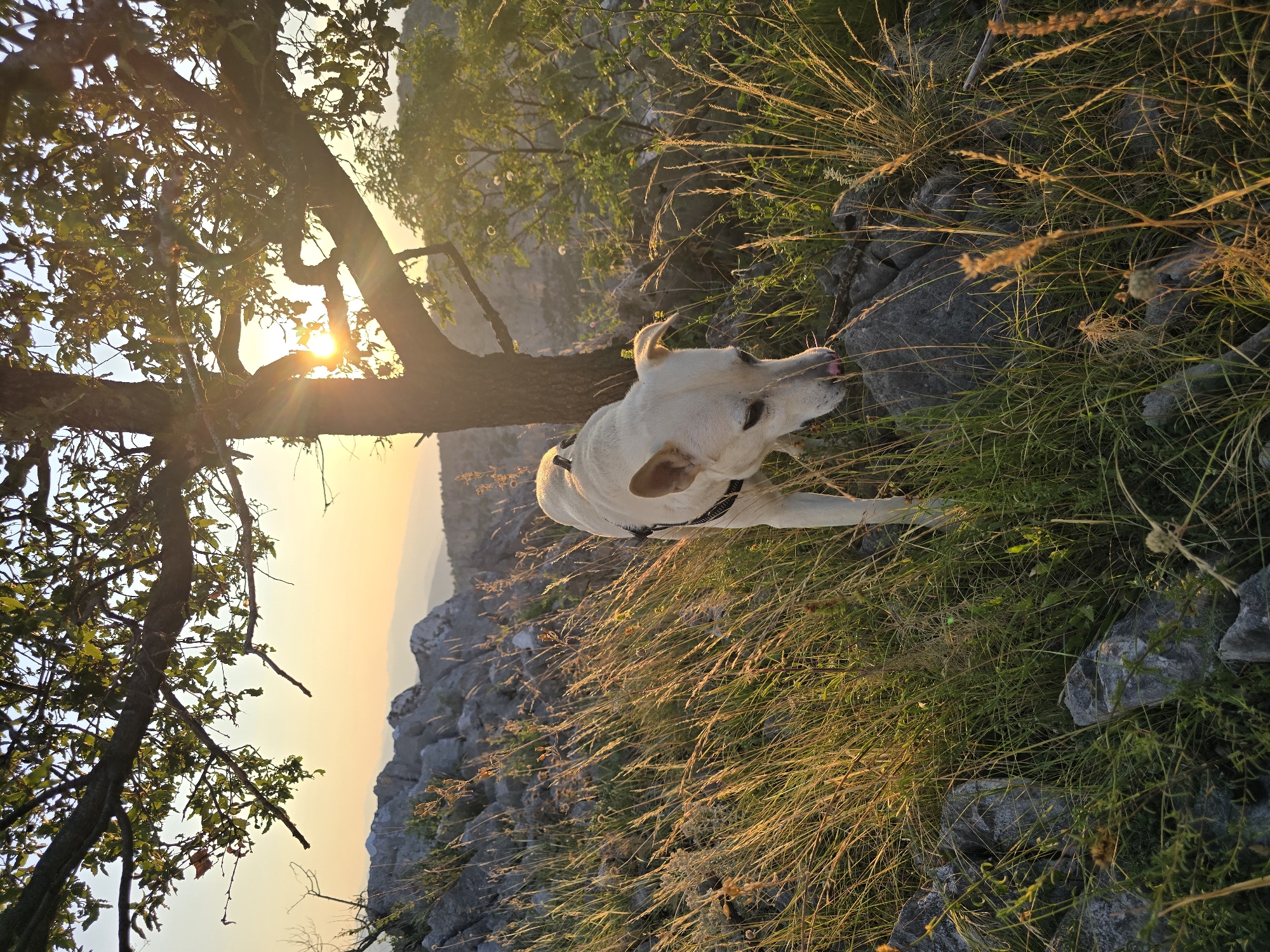 Sunset hike with a dog through Montenegro's rocky canyon hills