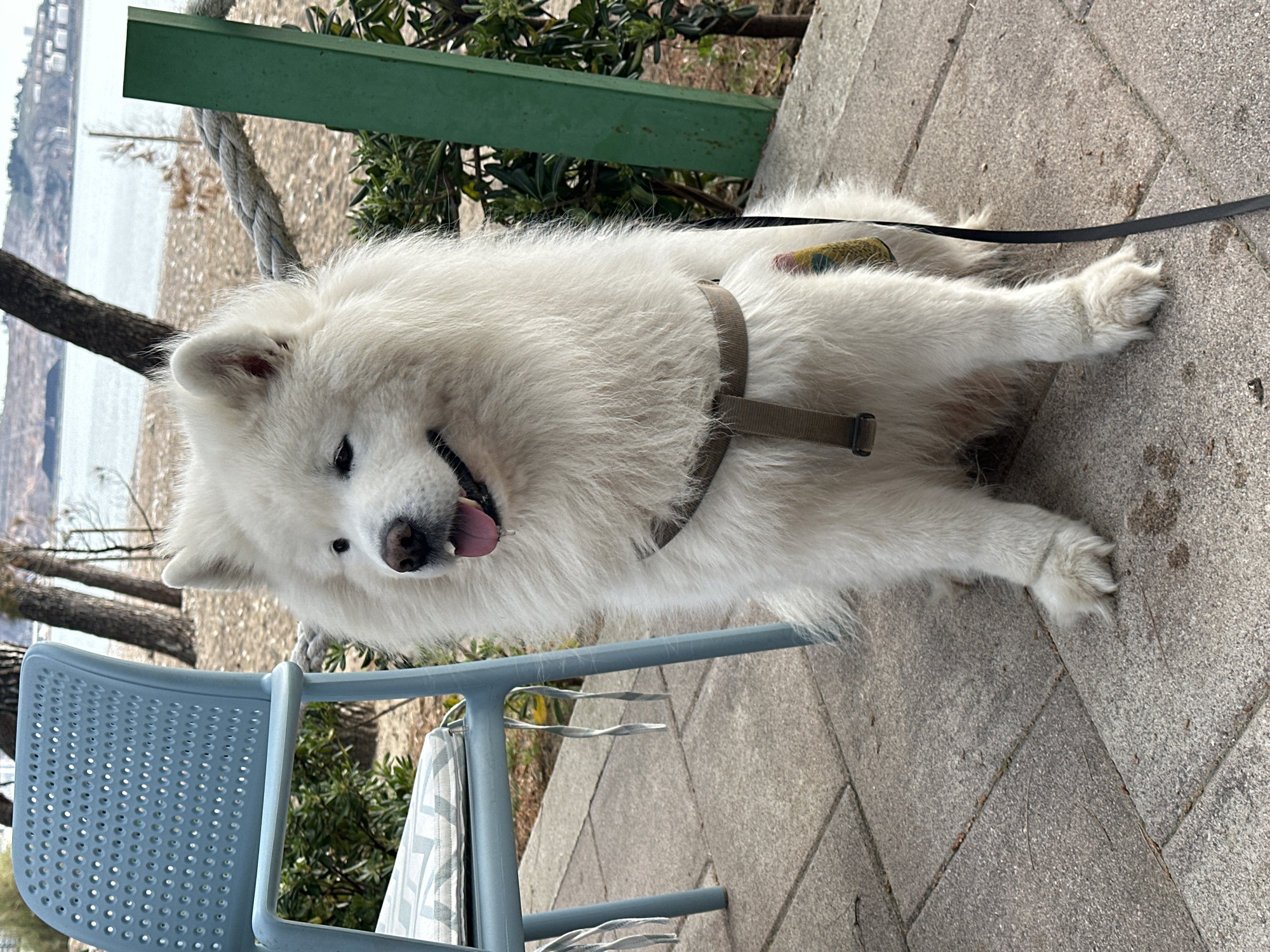 Samoyed dog spotted around Šušanj beach area Montenegro