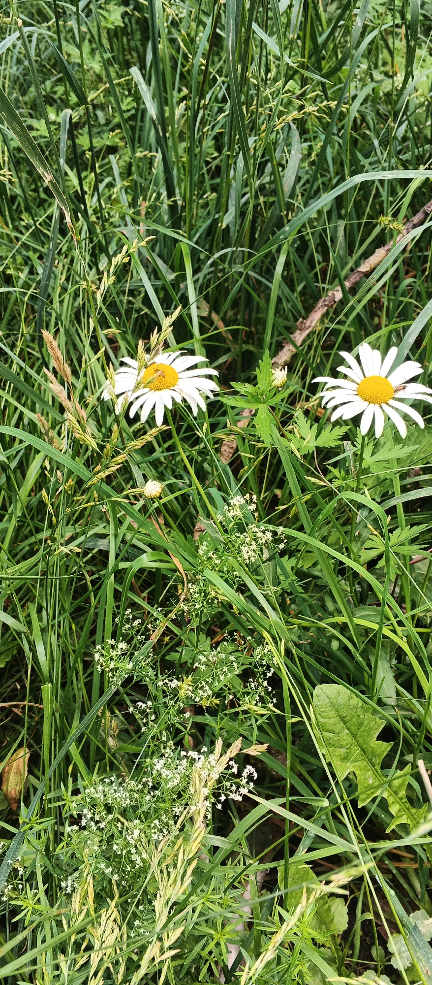 Summer garden plants and wildflowers in close-up, Izhevsk