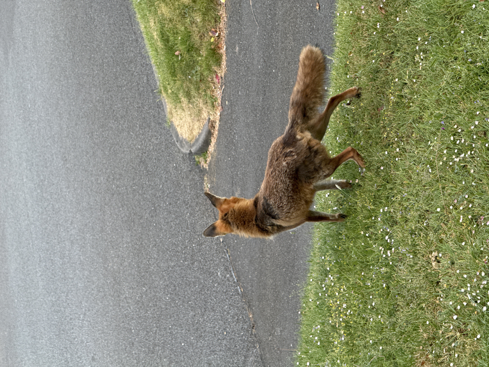 Urban fox spotted crossing London streets, observed by residents