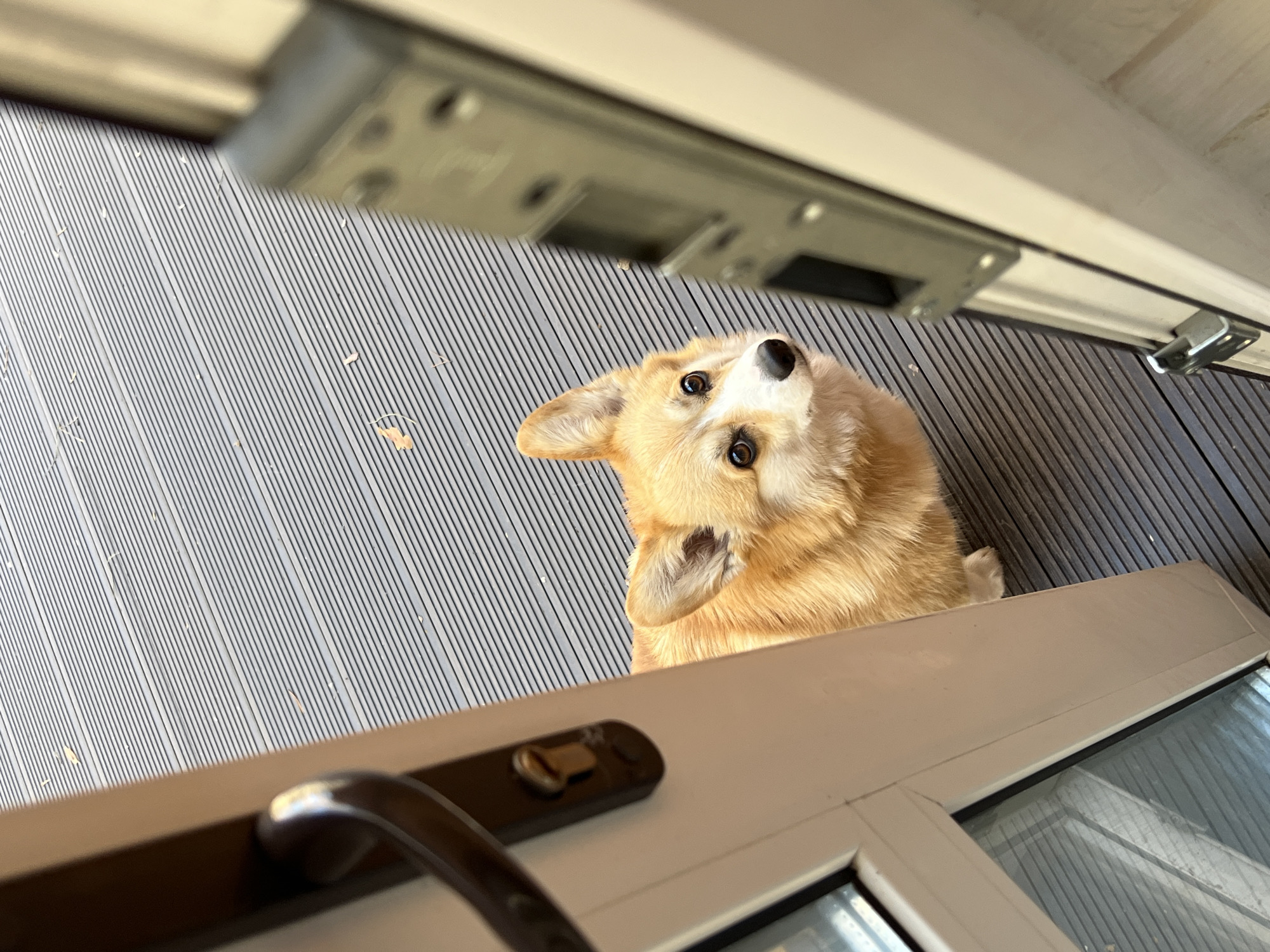 Corgi spotted on wooden deck in Chaykovsky, Russia