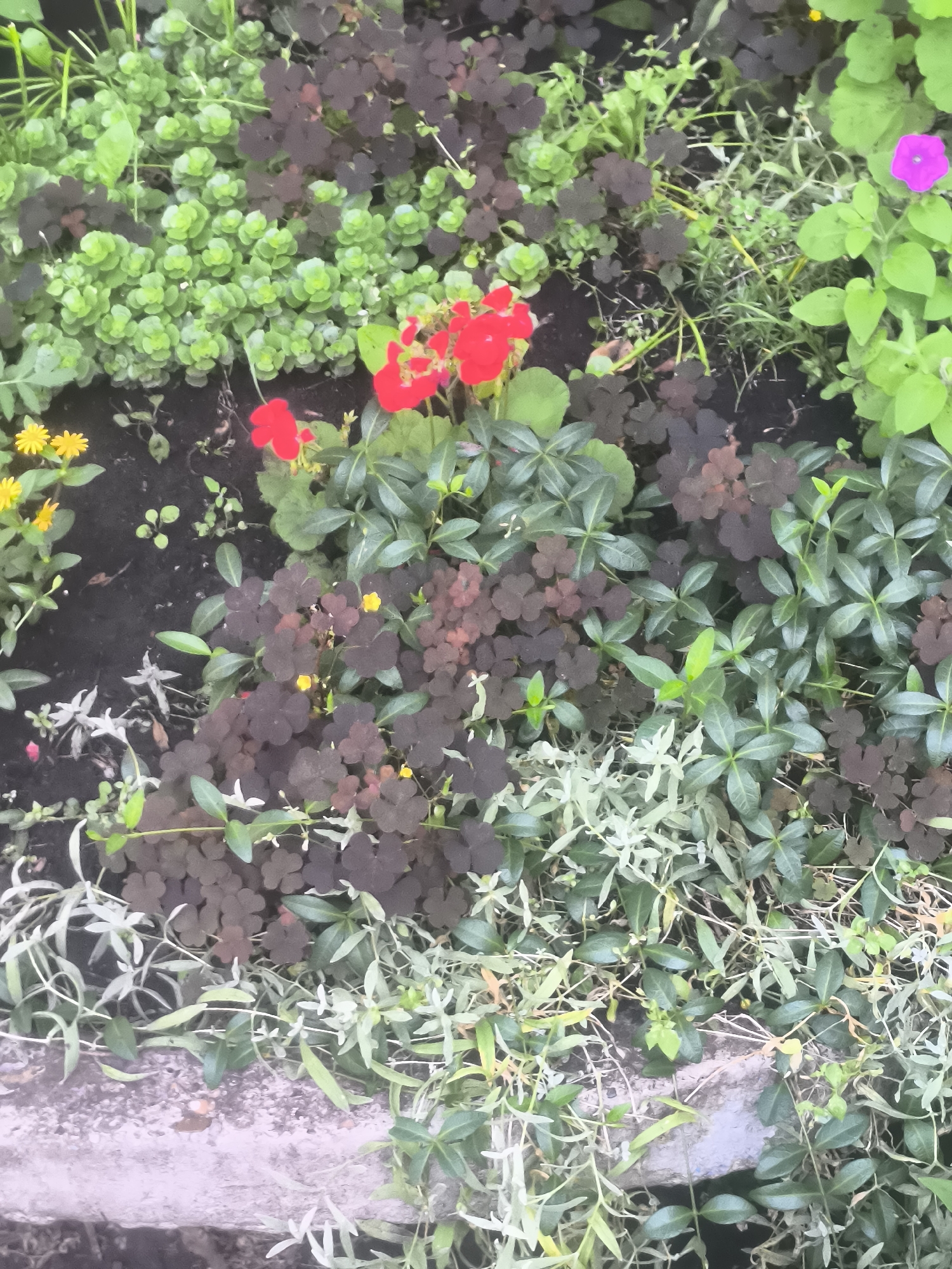 Plants, pet fish, and household items in Naberezhnye Chelny