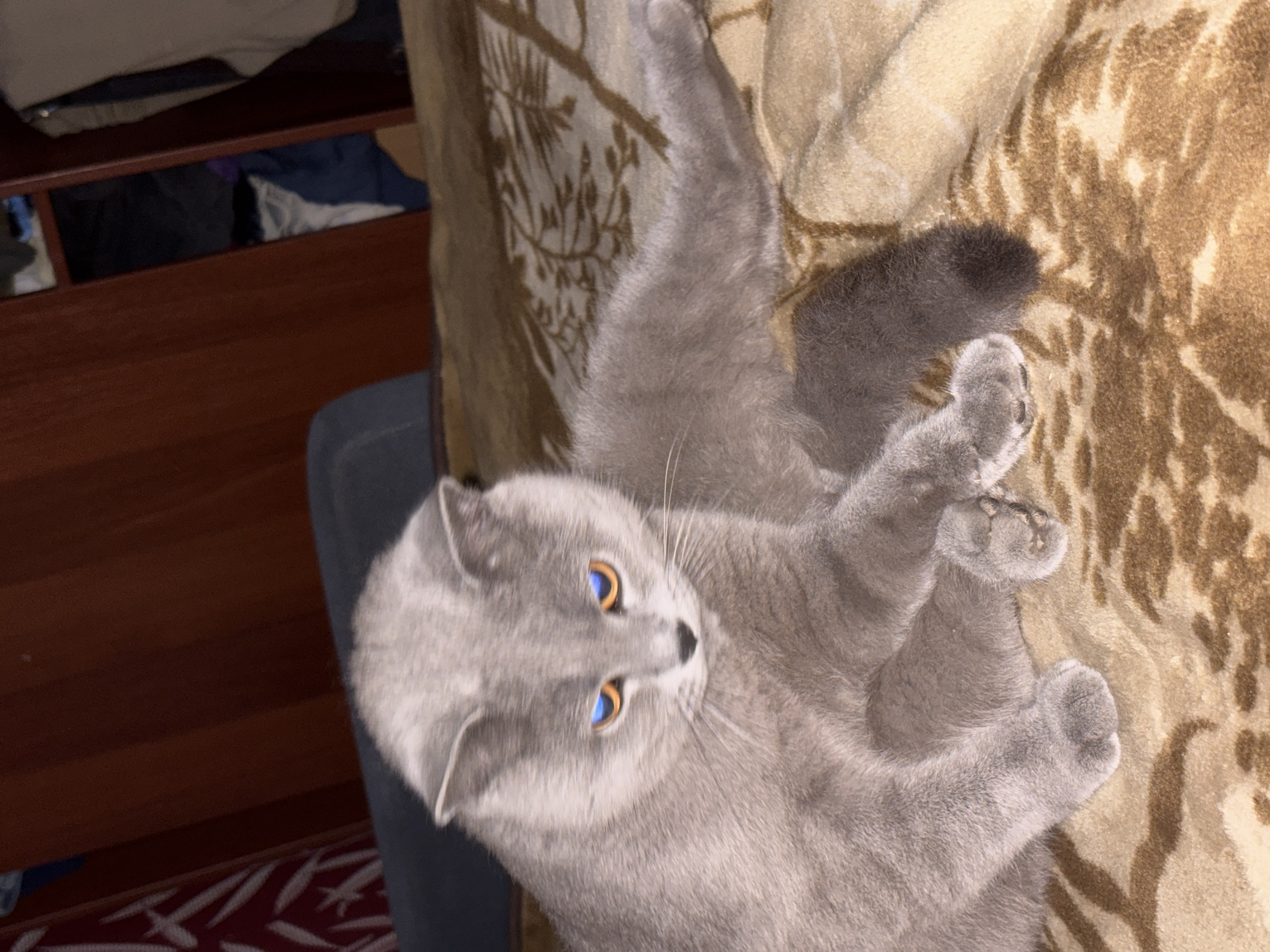 Domestic life documented in Фоки: cat, driver, child observed