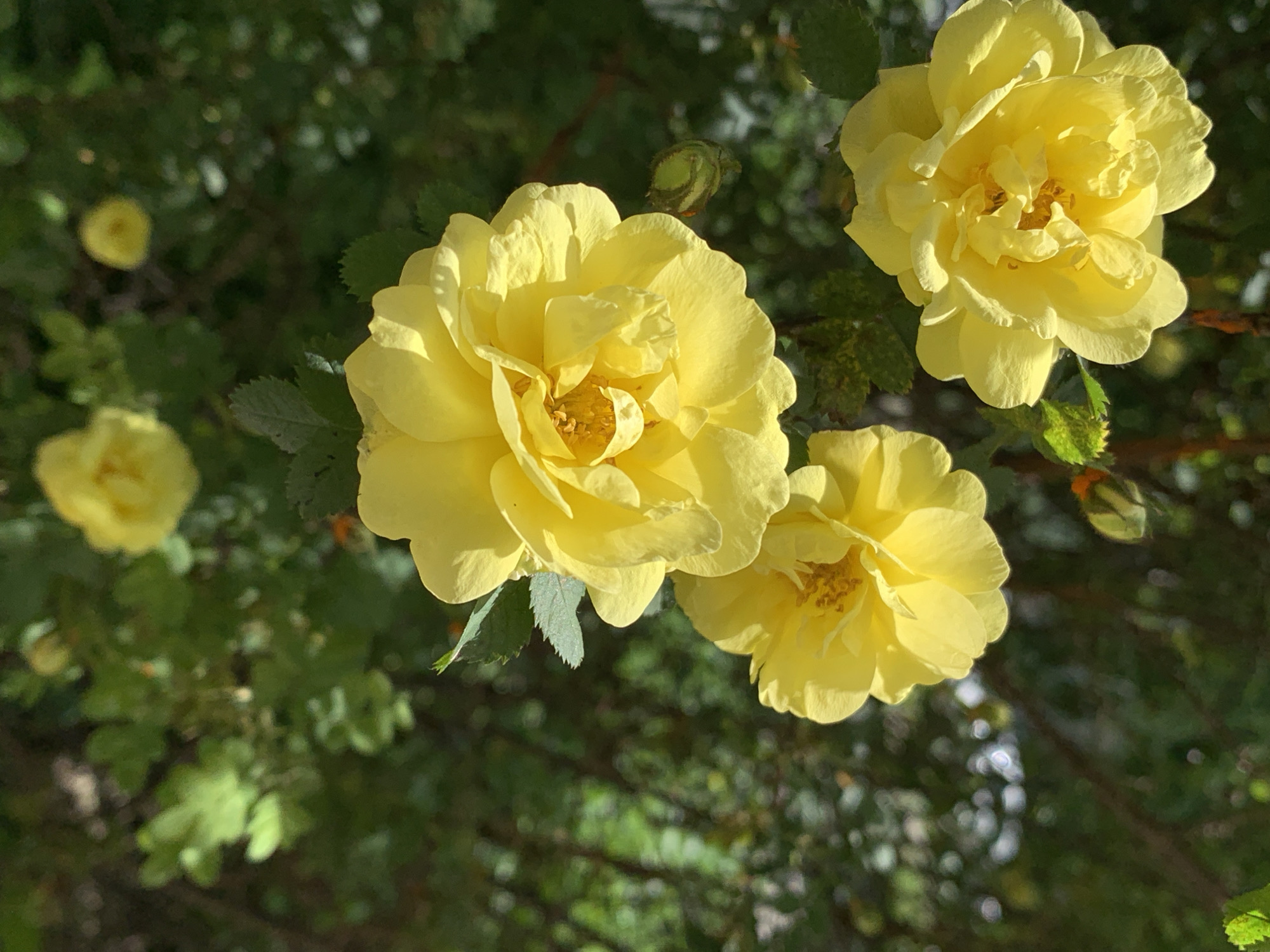 Morning flower spotting documented across urban green spaces