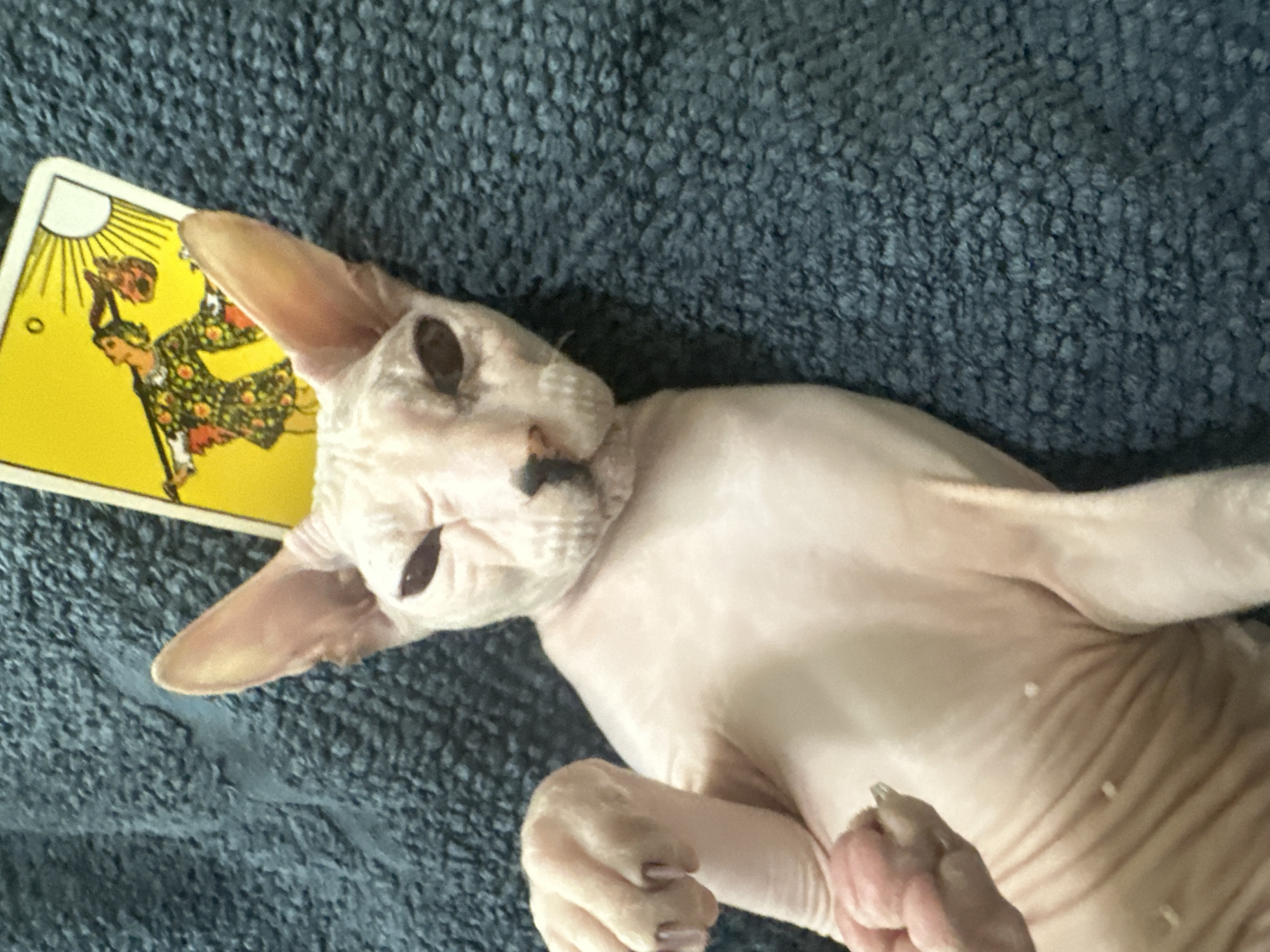 Sphynx cat poses with tarot cards and jewelry in Togliatti