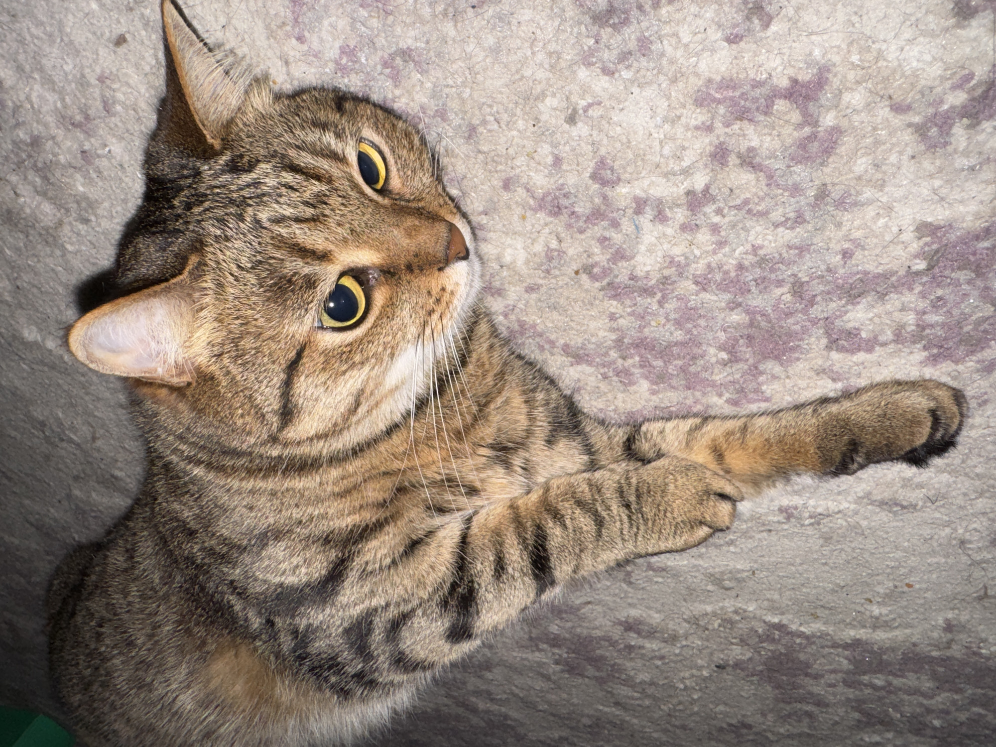 Woman and tabby cat share quiet moments in Chaikovsky home