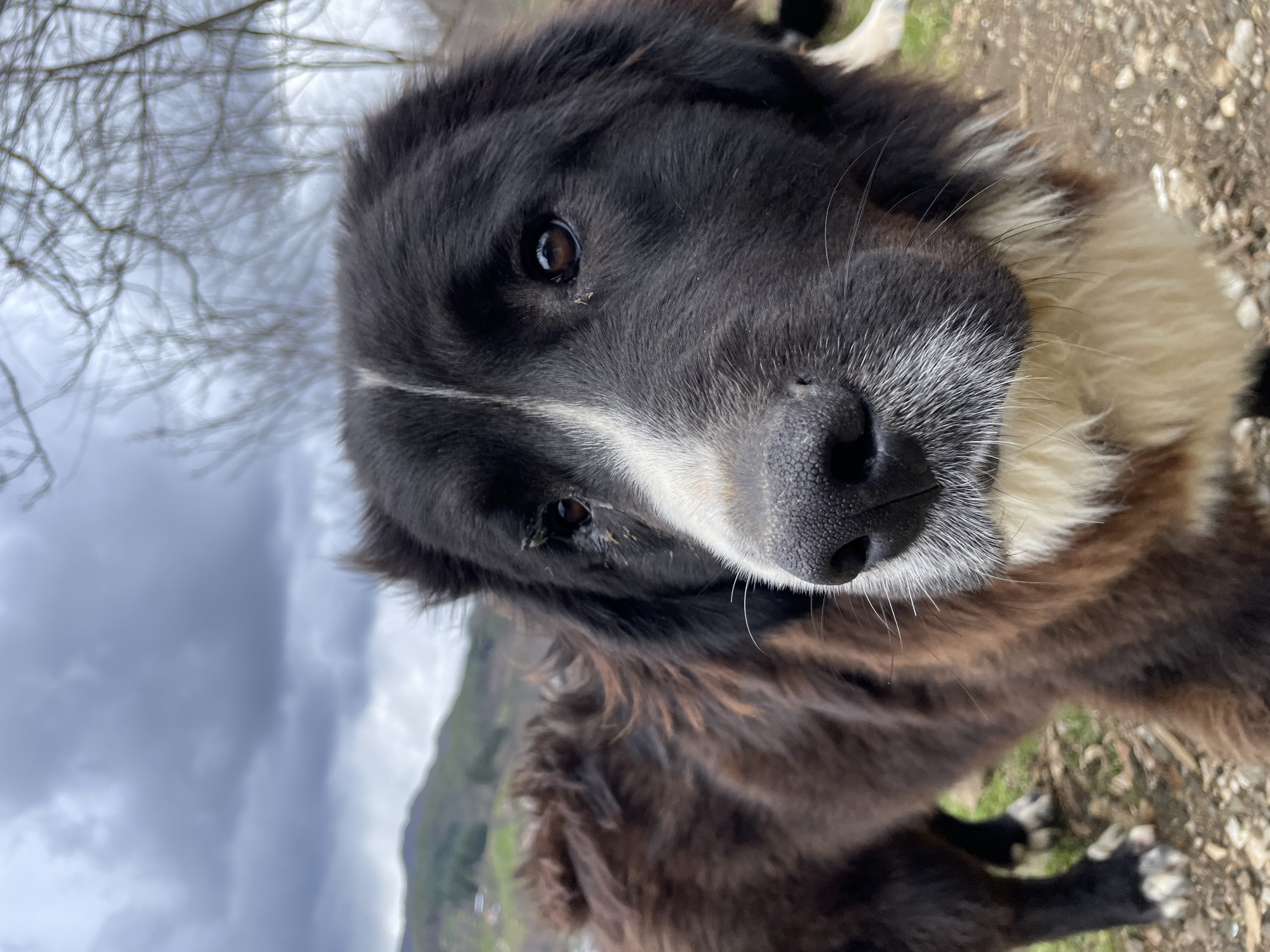 Dog photographed in close-up shots during human interaction