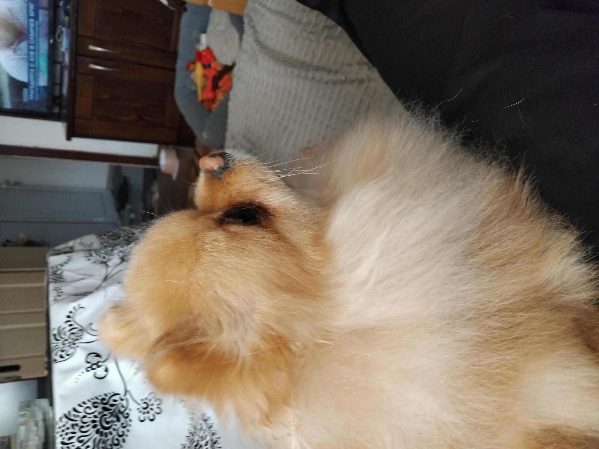 Pomeranian dog photographed resting indoors in Apriltsi, Bulgaria
