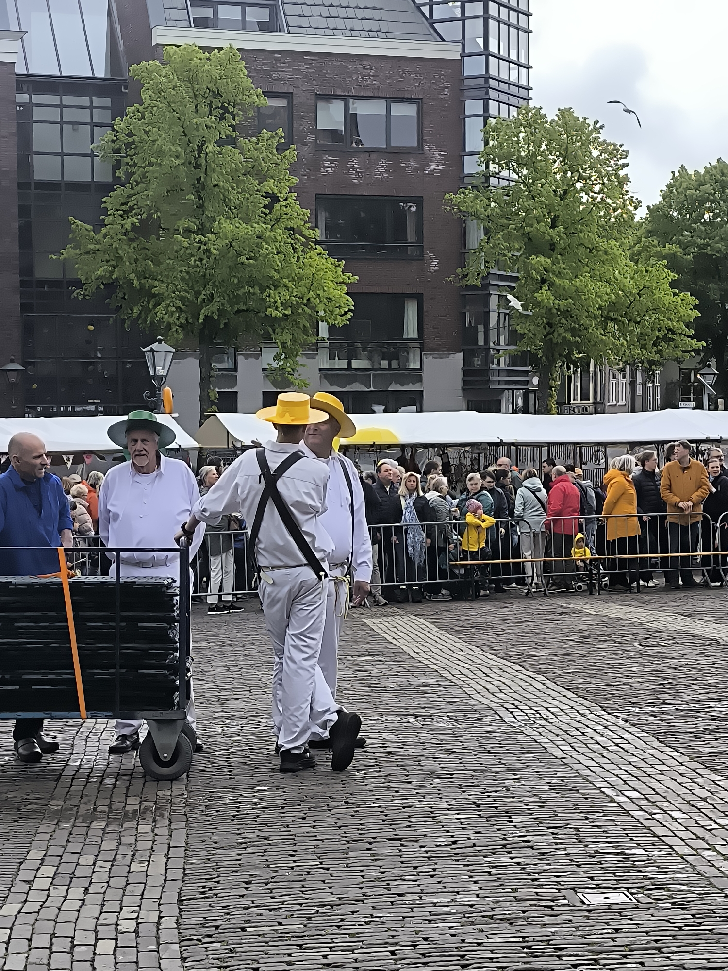 Traditional cheese market draws crowds in Alkmaar, Netherlands