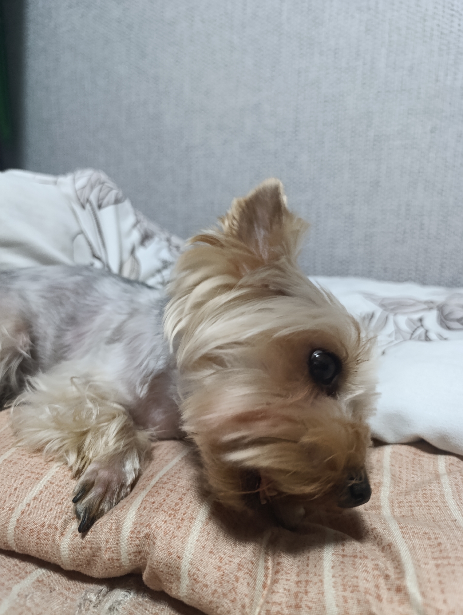 Yorkshire Terrier relaxing on a bed, multiple angles