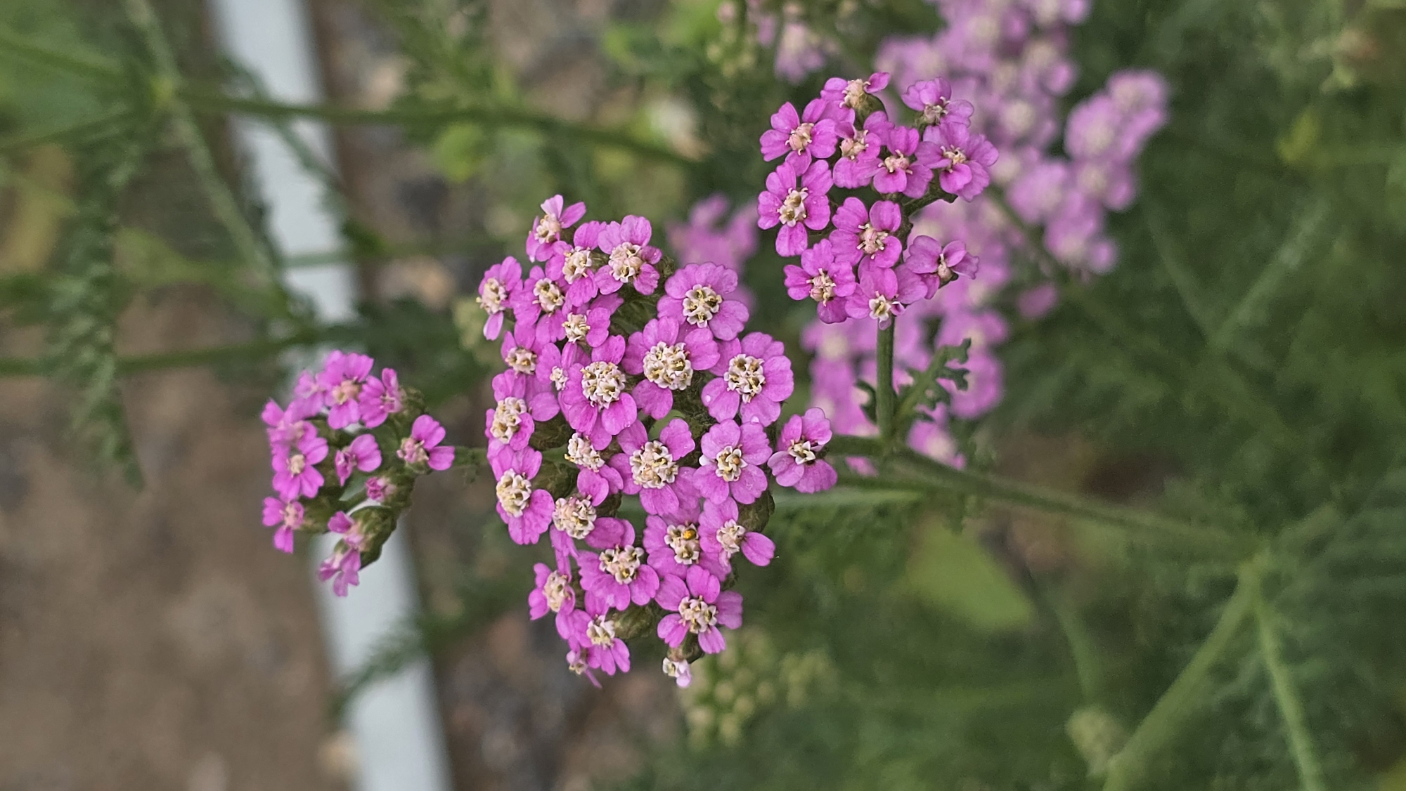 Wildflowers and tree bark in a Khimki morning