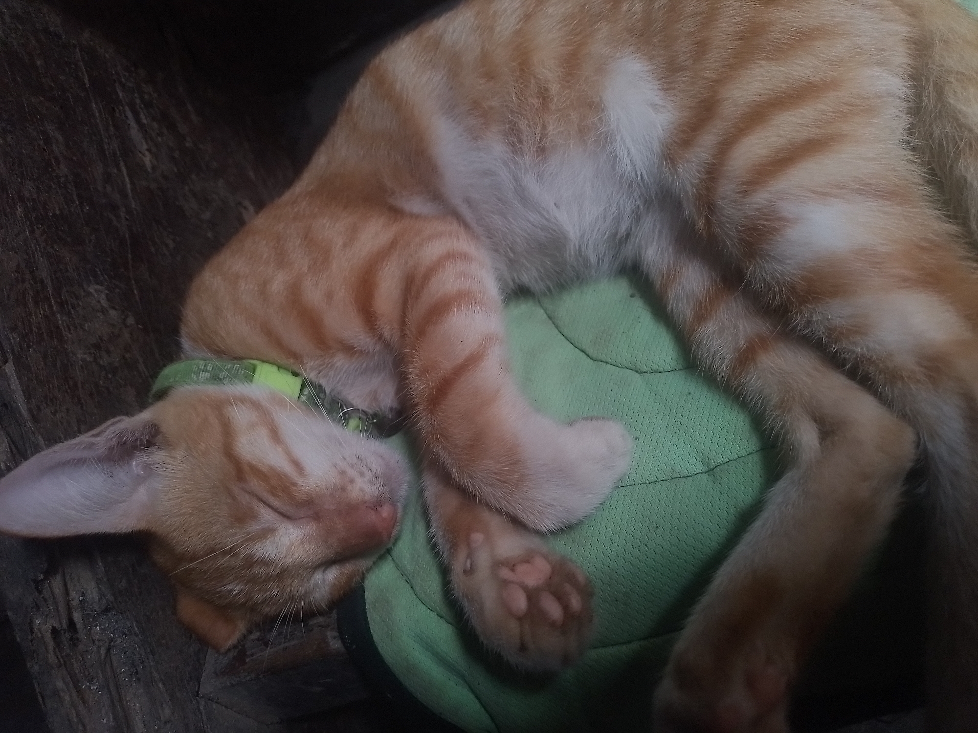 Lazy morning at home in Davao: cats, snacks, and cloudy skies